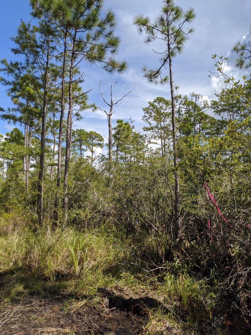 This is a private gravel road located 1/2 mile to the beach access. It's hard to find 1/3 acre south of 98 that is completely buildable.This property is filled with beautiful native plants which backs up to a conservation easement providing an amazing  view of forestry and endless privacy. The adjacent 3 lots can be purchased as well for added privacy or a family retreat. There are trails located at the end of Calm Gulf Drive that leads you to the Timpoochee/Longleaf Trail. The trail traces the Gulf of Mexico shoreline and Scenic Highway 30A as it travels through beachside communities and forest lands. Trail-goers enjoy scenic views of the sea, marsh lakes, sandy dunes and coastal neighborhoods as they meander down this tree-lined path along the Emerald Coast; all at your doorstep.