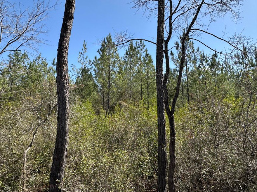 Presenting a pristine landscape, ready for your exploration. It offers a chance to experience the tranquility of rural living and the freedom to create your own personal retreat. The property is a natural setting and may contain a variety of natural elements.This property is being sold in its current condition. No wetland studies, soil samples, buildability studies, or any other feasibility assessments have been conducted.