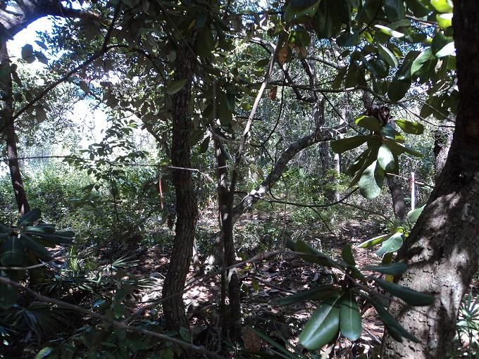 **SECLUDED** ** PRIVATE** LOCATION ON OLD SEAGROVE - Great Location to Build your Dream Home. Take a relaxing bike ride through streets of historic Old Seagrove. Just three short blocks from the beach.