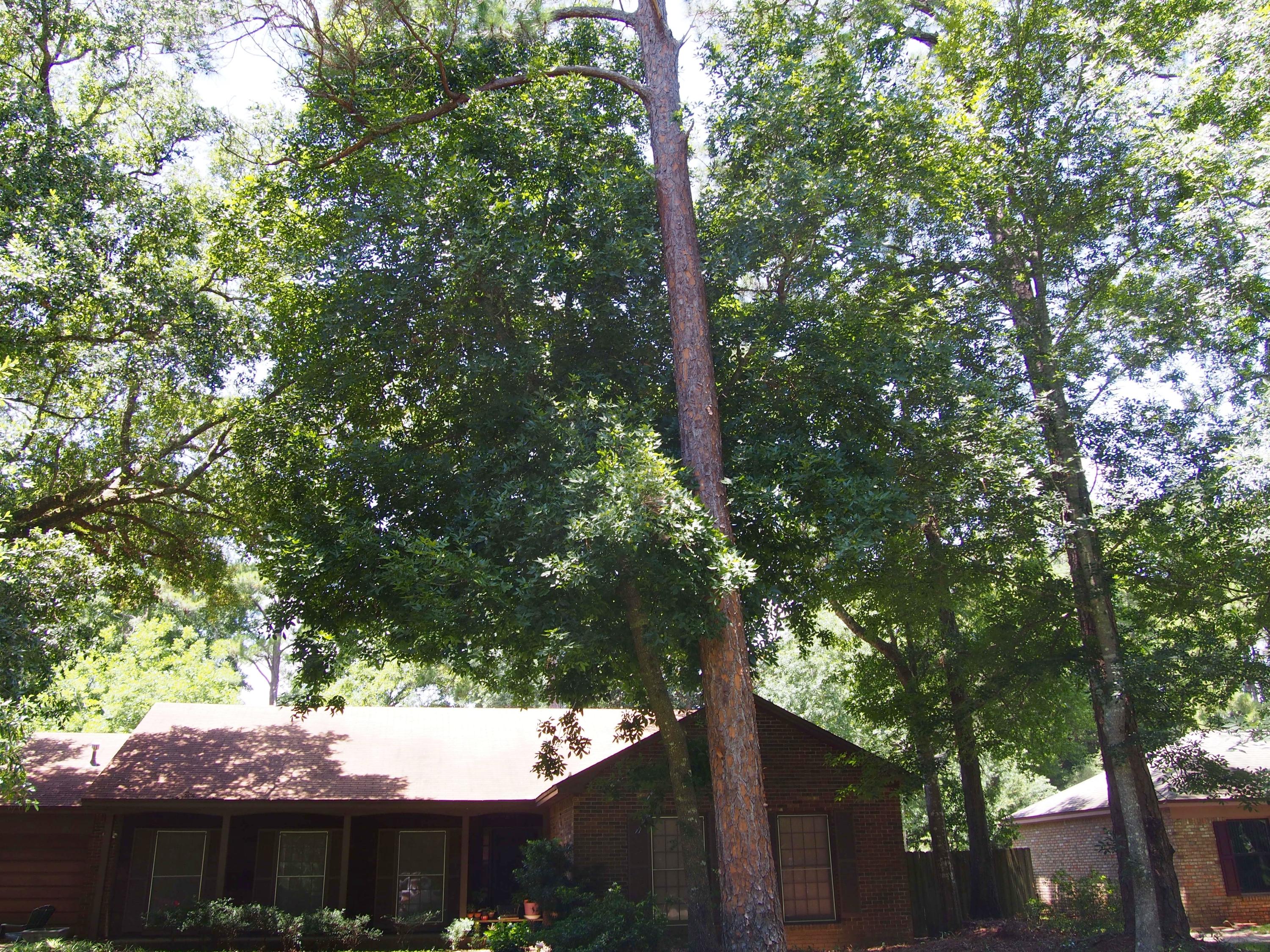 BAHAI VISTA - Residential