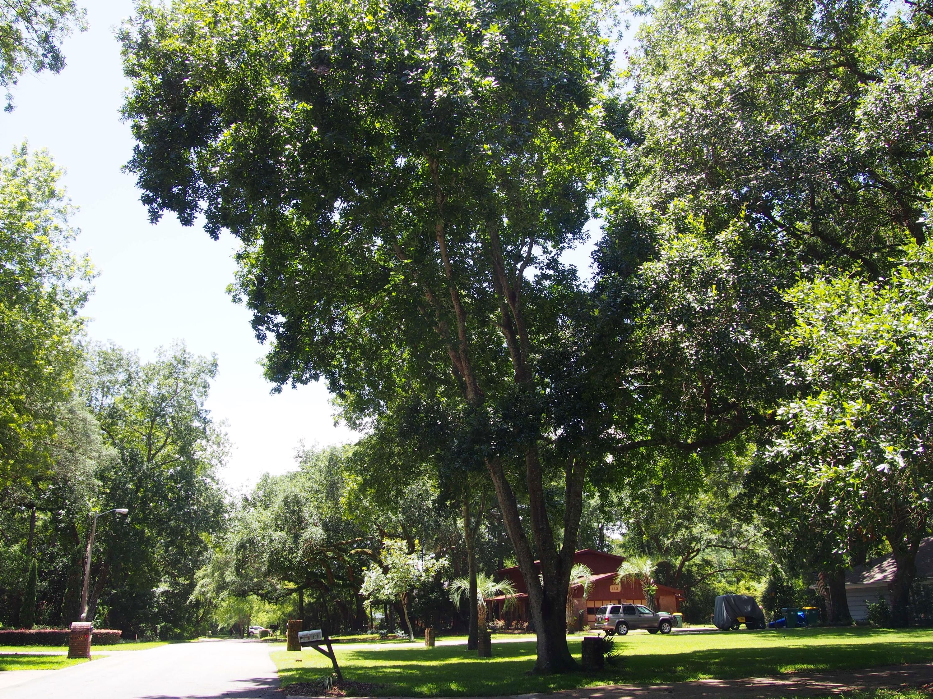 BAHAI VISTA - Residential