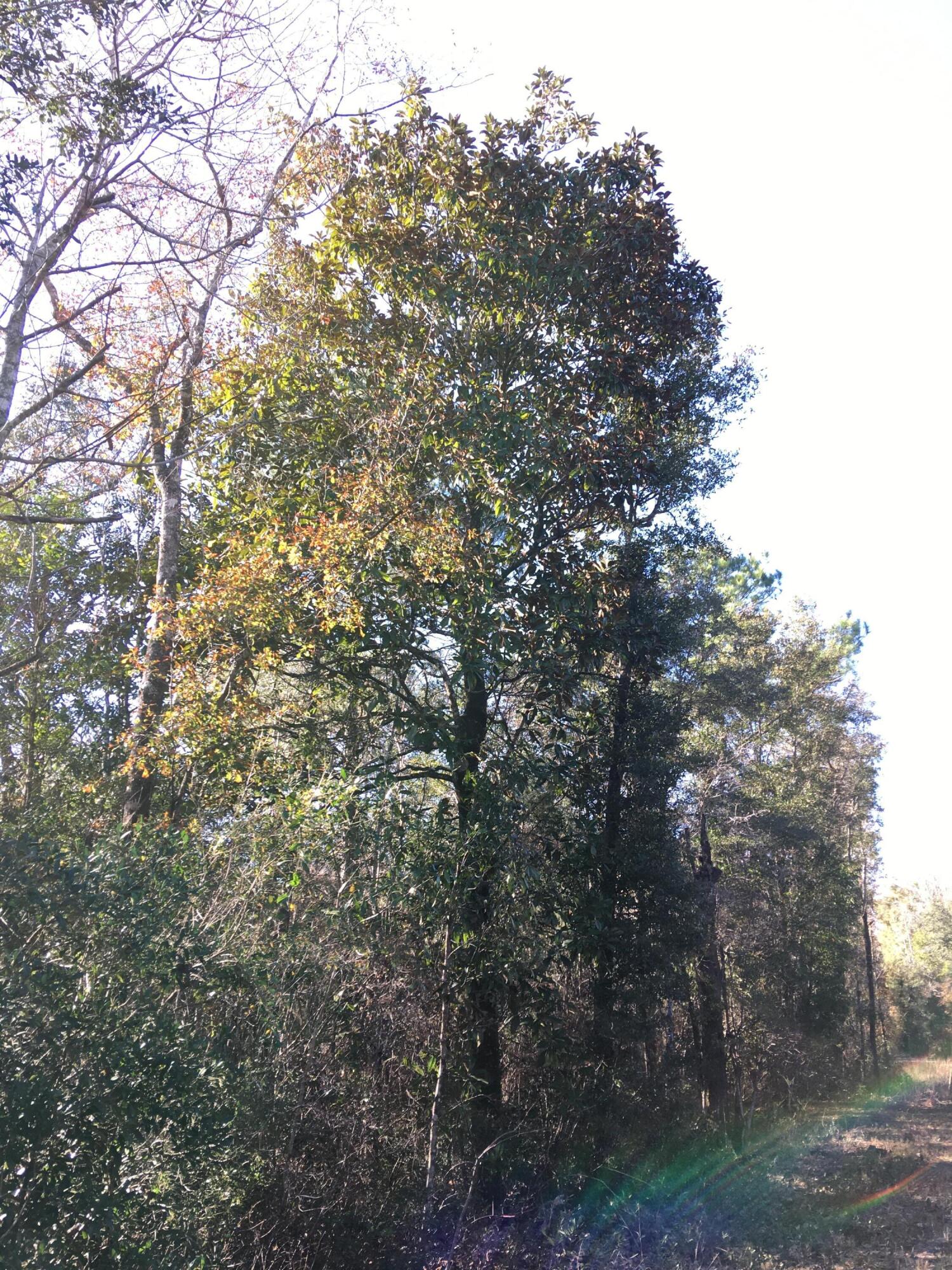 Gorgeous old growth magnolias, pine, and oak trees, as well as a large pond, make this 10 acres the perfect place to build your dream home. You'll love the peace and quiet while watching deer, turkey, and other wildlife. This is the perfect location to enjoy the quiet country life while just 40 minutes from the beautiful emerald coast beaches. This lot is mostly level with a gentle slope to the pond. Power is available at the street, and septic and well are also needed. Survey available!