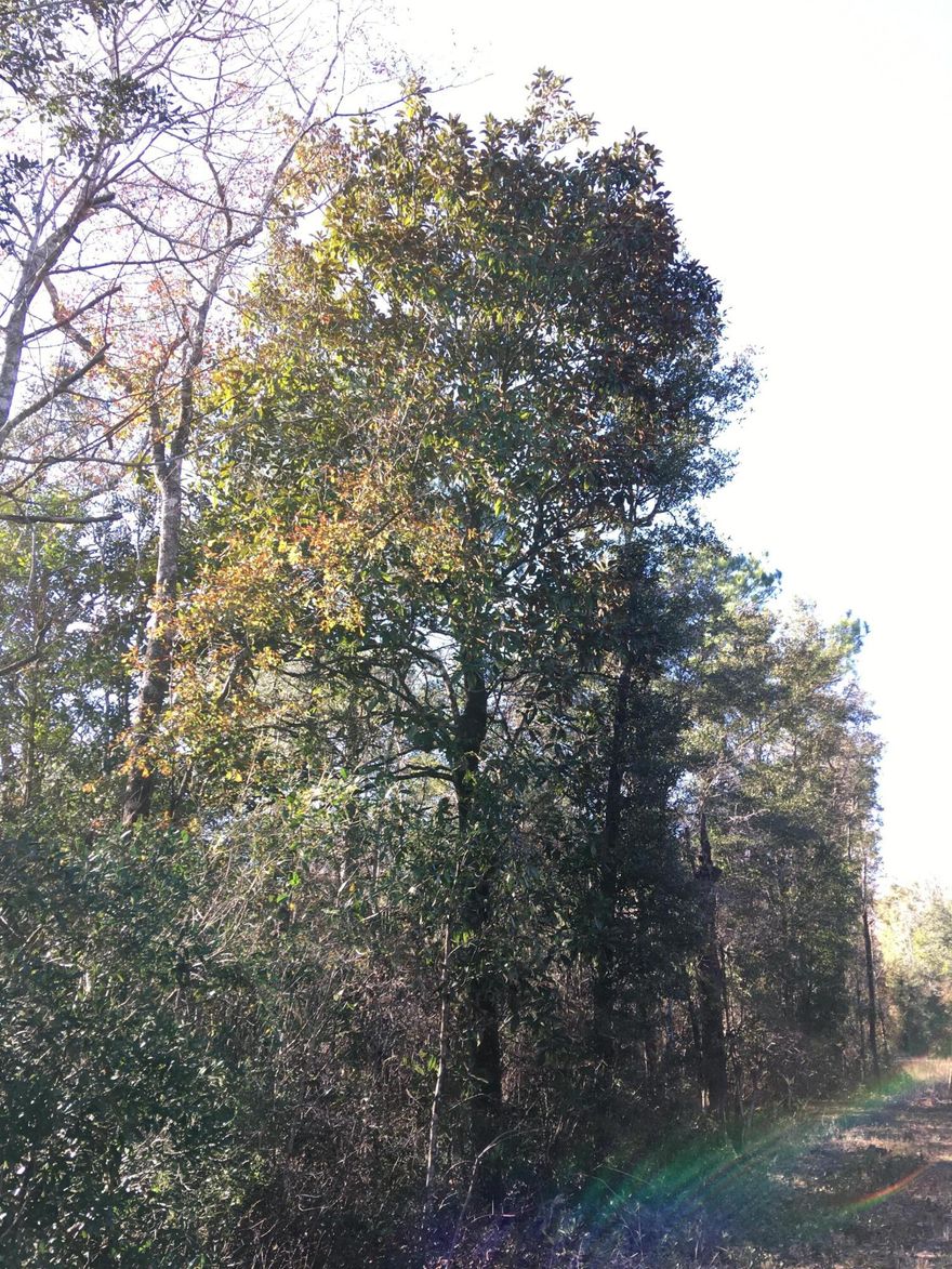 Gorgeous old growth magnolias, pine, and oak trees, as well as a large pond, make this 10 acres the perfect place to build your dream home.  You'll love the peace and quiet while watching deer, turkey, and other wildlife. This is the perfect location to enjoy the quiet country life while just 40 minutes from the beautiful emerald coast beaches.  This lot is mostly level with a gentle slope to the pond.  Power is available at the street, and septic and well are also needed.  Survey available!