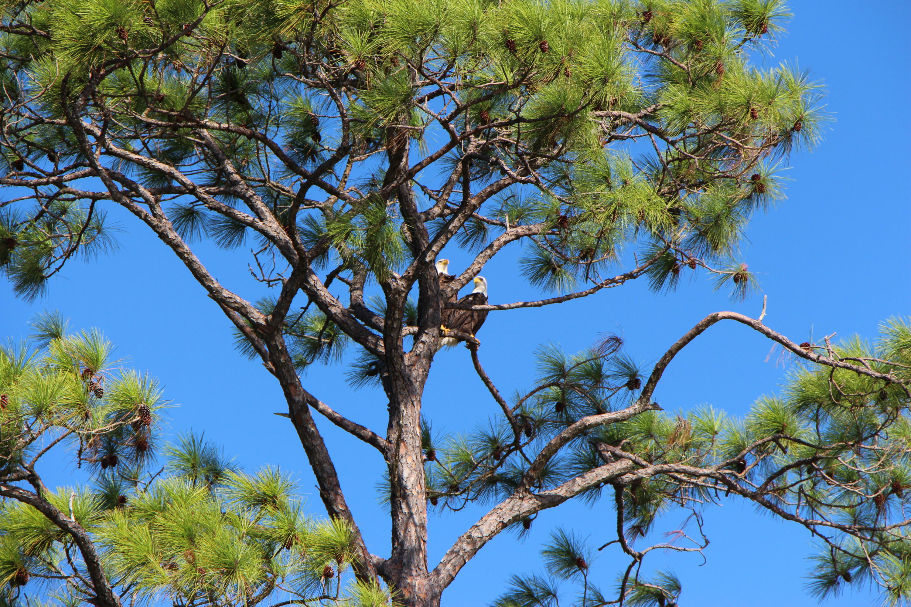 DRIFTWOOD ESTATES - Land