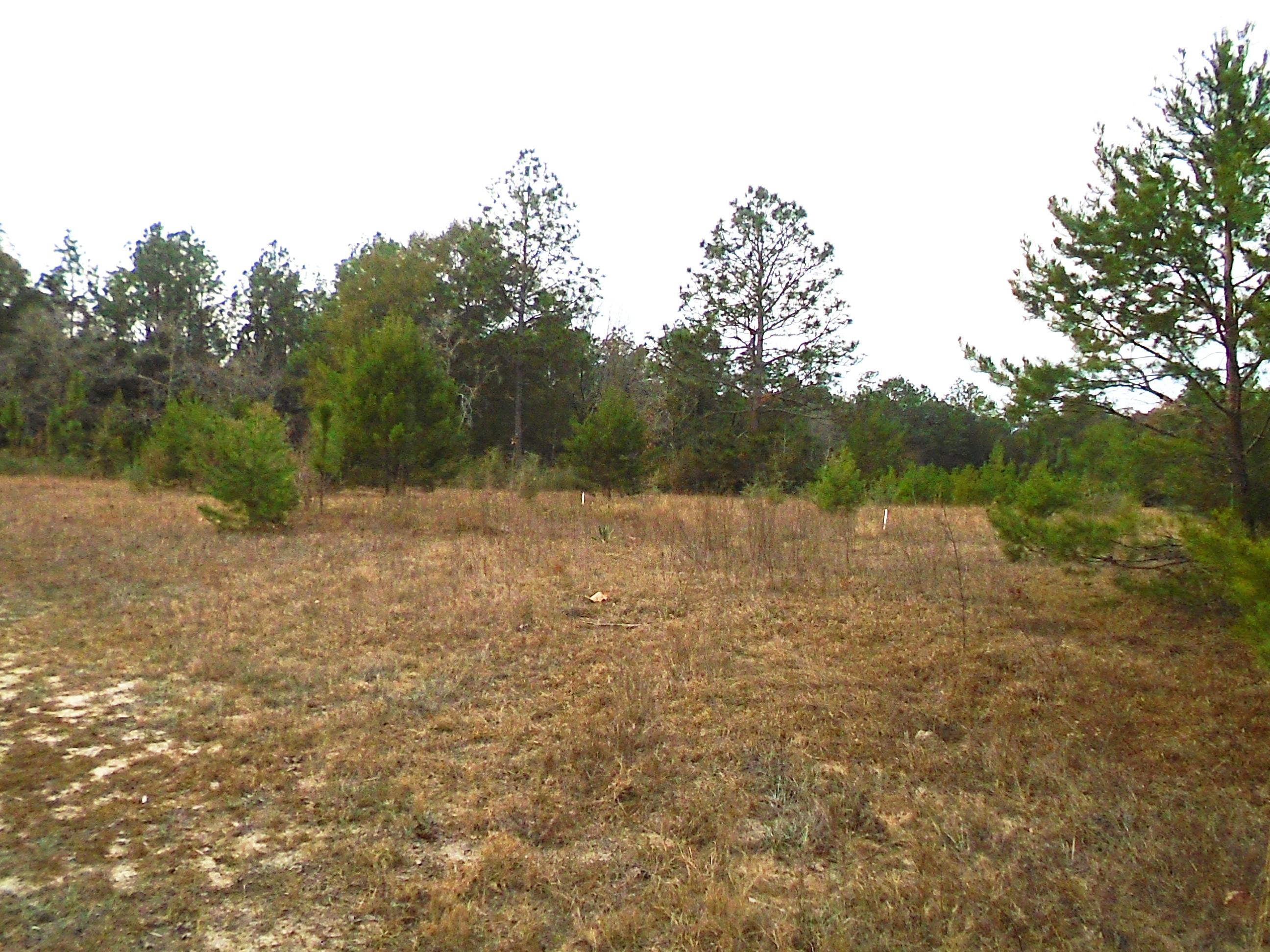 LOCATED JUST NORTH OF CRESTVIEW ON A PAVED ROAD THIS 1.3 ACRE TRACT OFFERS YOU THE ABILITY TO GET OUT OF TOWN BUT STILL BE WITHIN JUST MINUTES BACK TO SCHOOLS AND SHOPPING. PROPERTY ALLOWS FOR A MOBILE OR YOU CAN BUILD THE HOME YOU HAVE BEEN DREAMING OF RIGHT HERE. NO RESTRICTIONS APPLY. CALL TODAY FOR MORE INFORMATION
