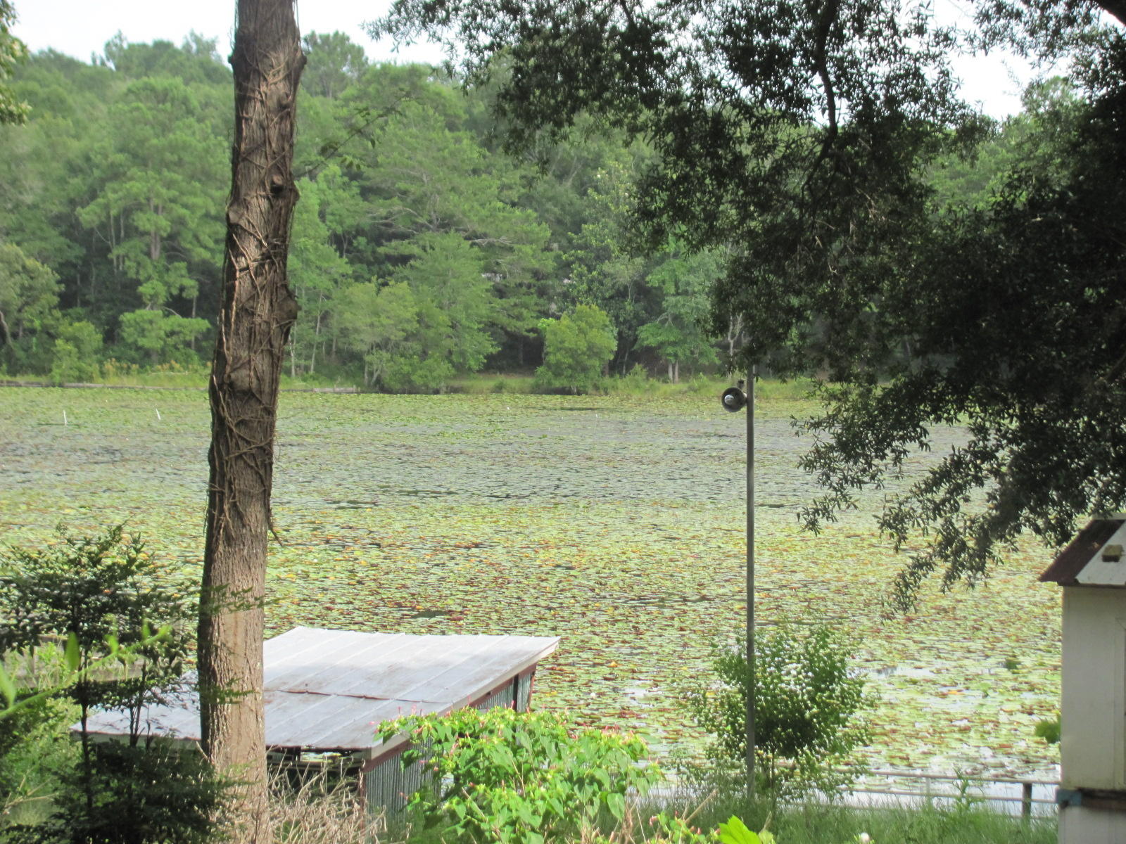 JUNIPER LAKE ESTATES - Residential