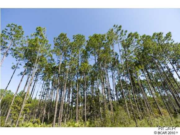 The Pines of Lynn Haven - Land