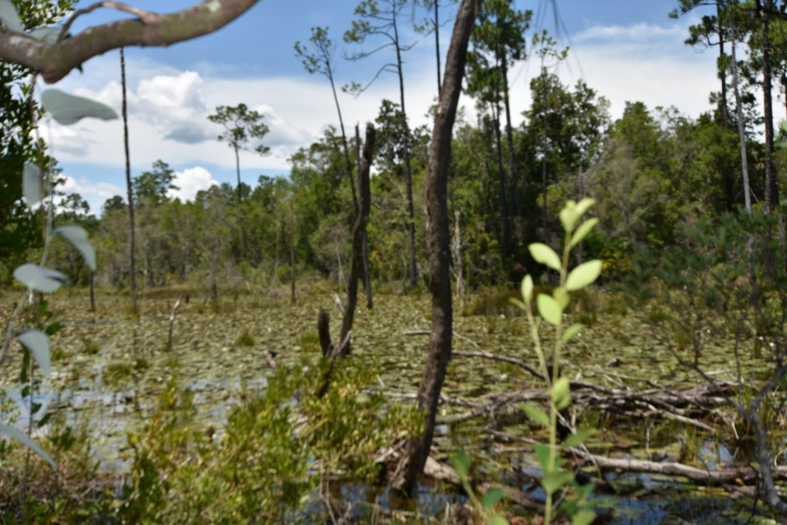 FOX VALLEY PH 3-A - Residential