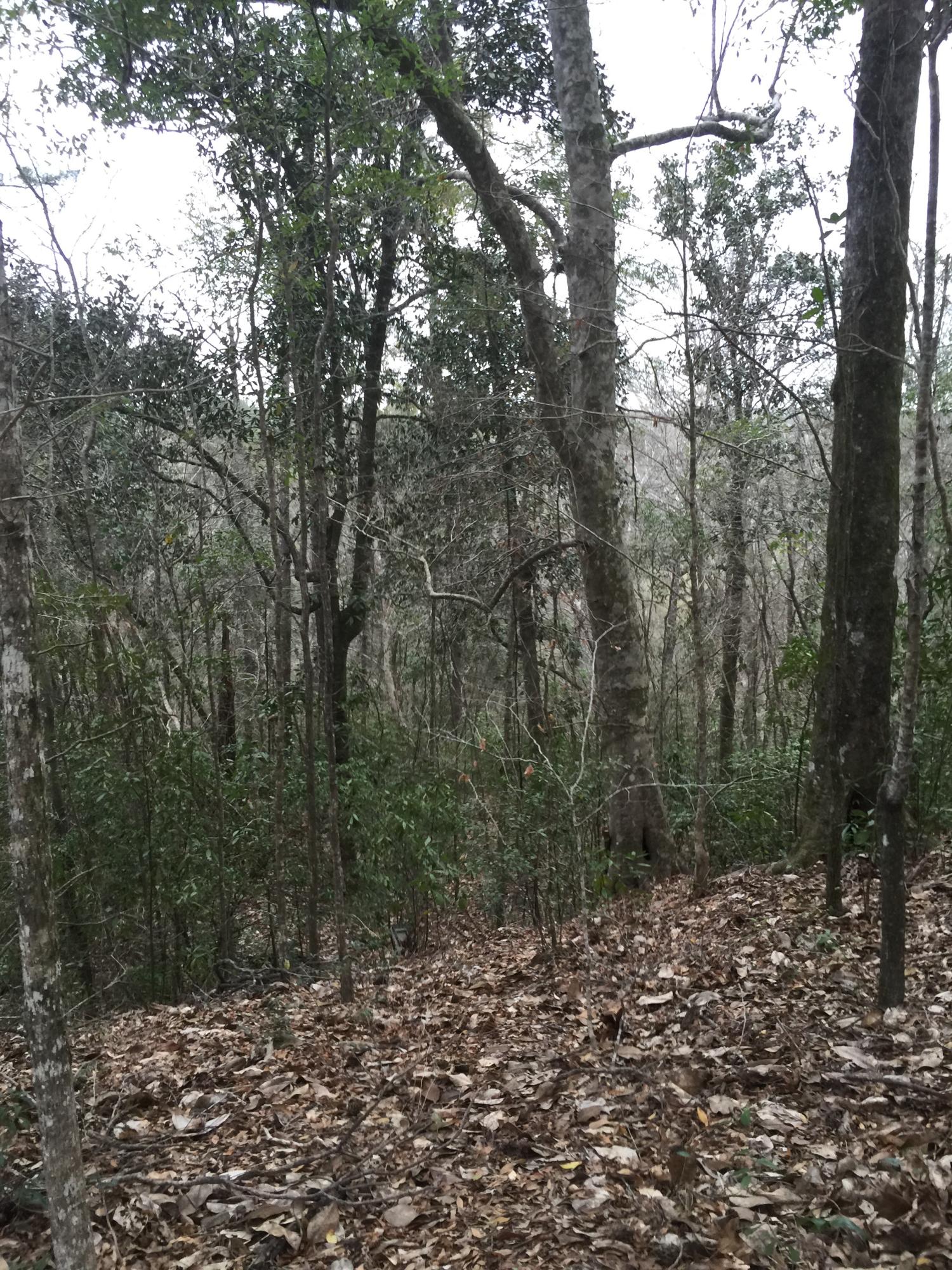 METES & BOUNDS - Land