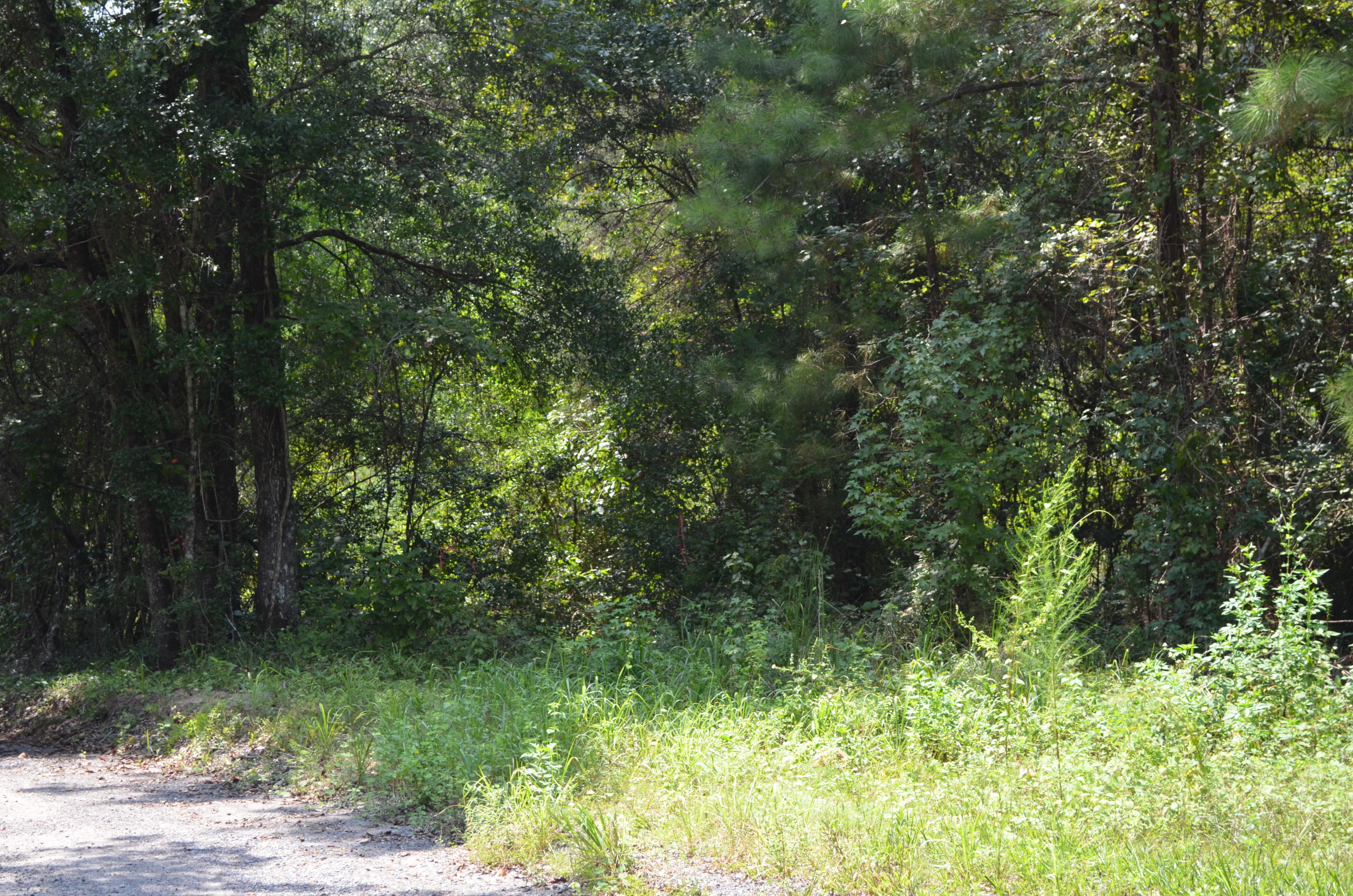 Large parcel of family owned land available with beautiful oaks throughout. If you are looking for untouched property close to Interstate 10 this is it. An additional 11 acres is available next door if you need a larger parcel. This is privacy at it's finest. Easy drive North to Alabama or go South down 331 to the beautiful beaches of Walton County.