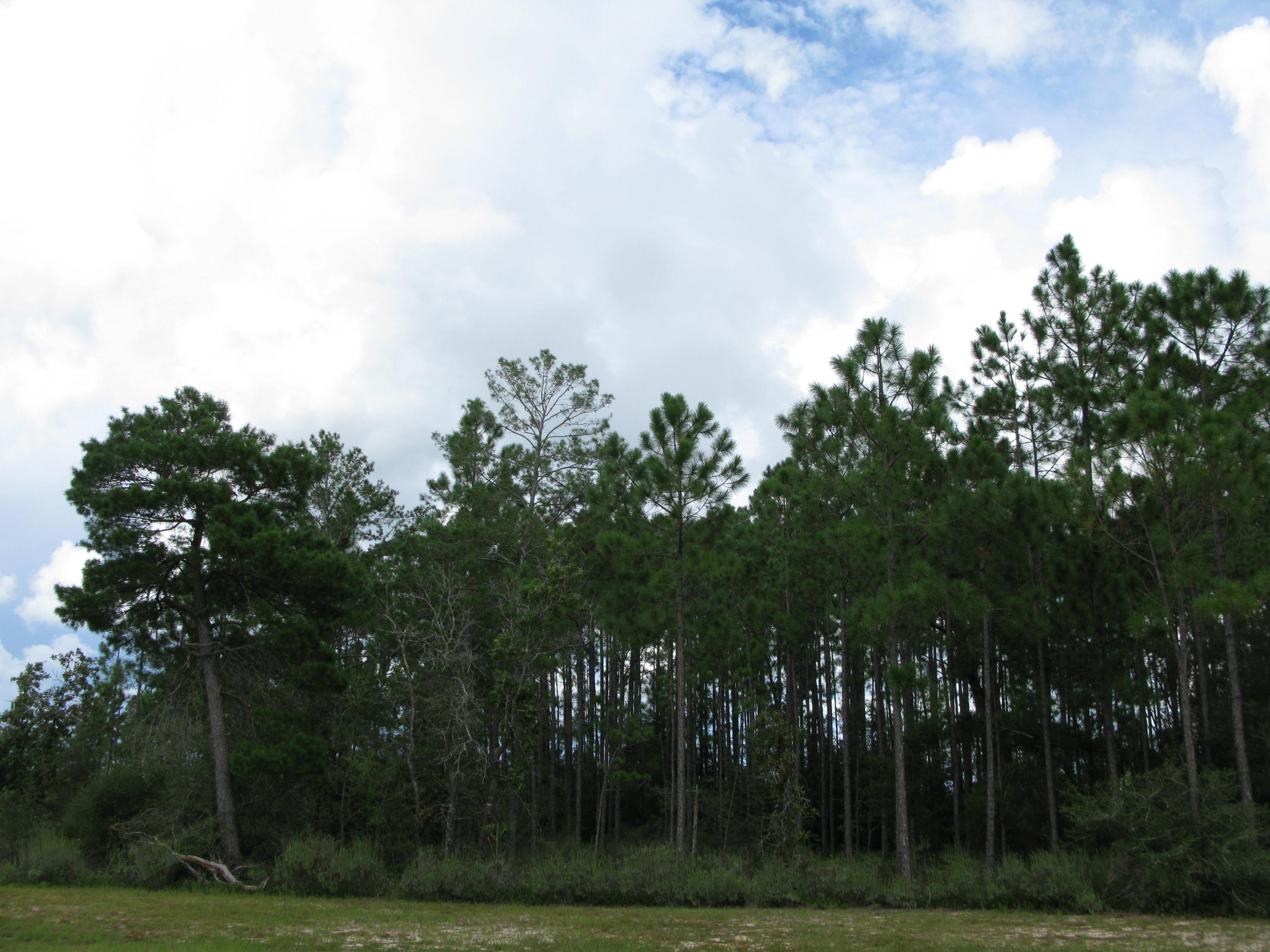 WINDSWEPT ESTATES - Land