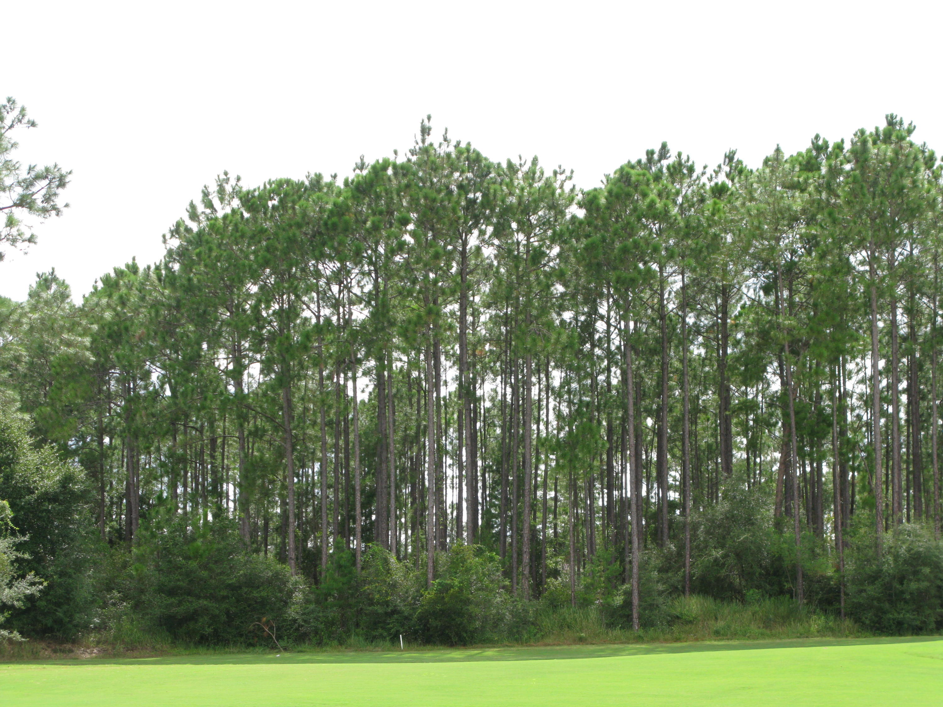 WINDSWEPT ESTATES - Land