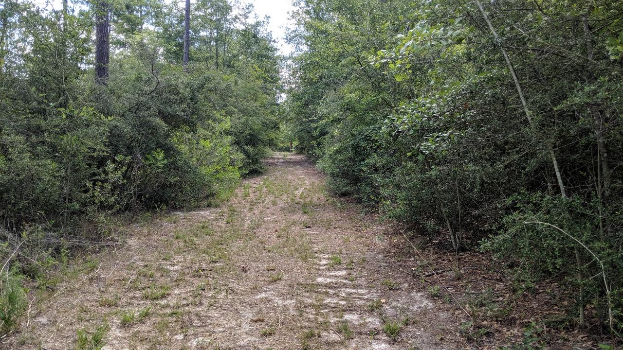 WALTON PLANTATION - Farm