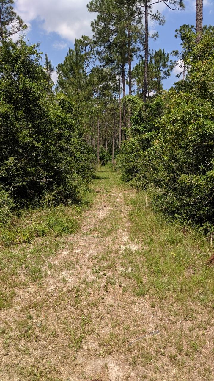 WALTON PLANTATION - Farm