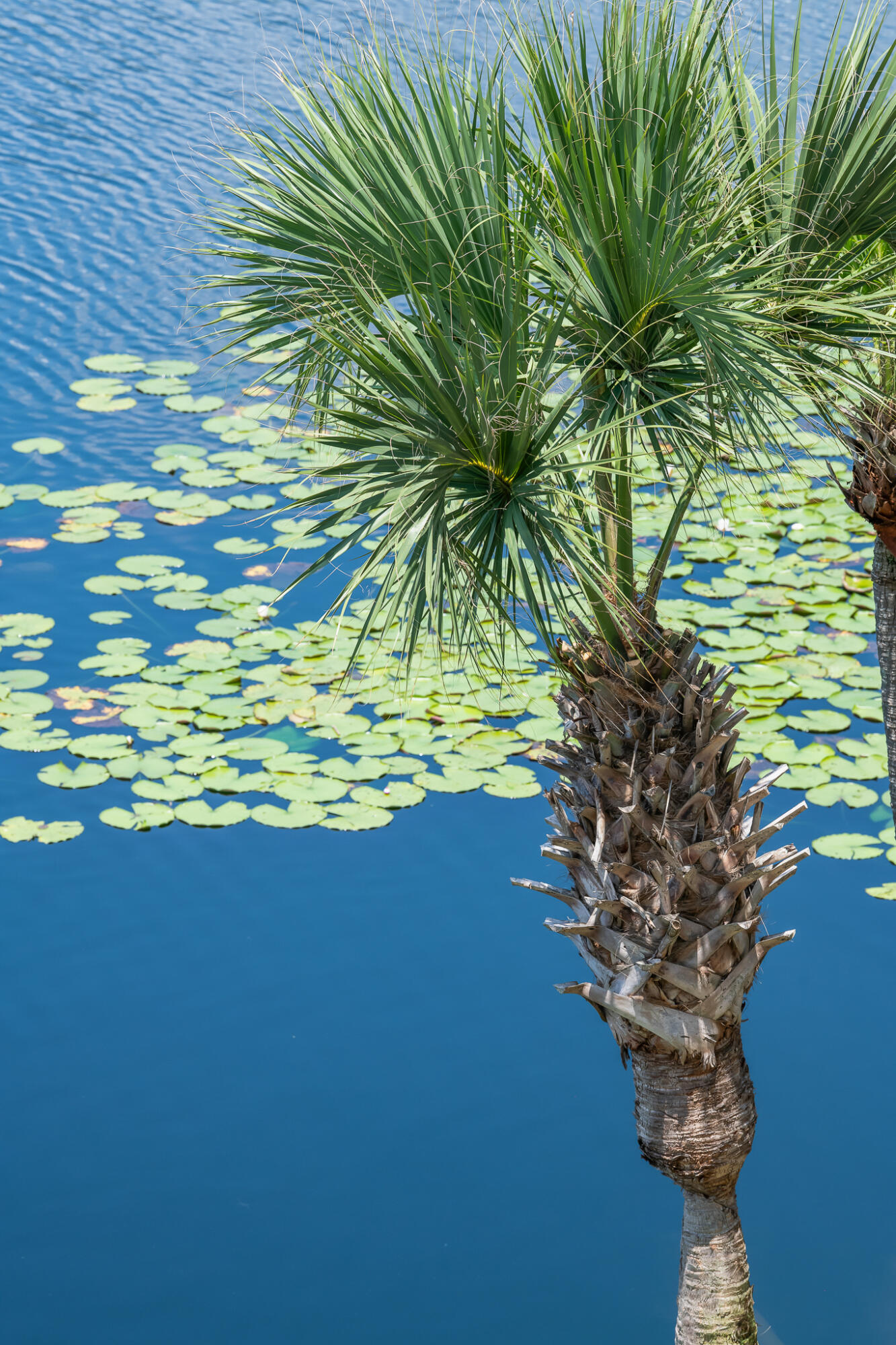 CARILLON BEACH - Residential