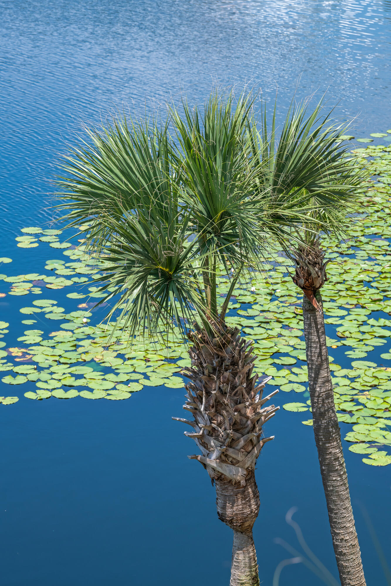 CARILLON BEACH - Residential