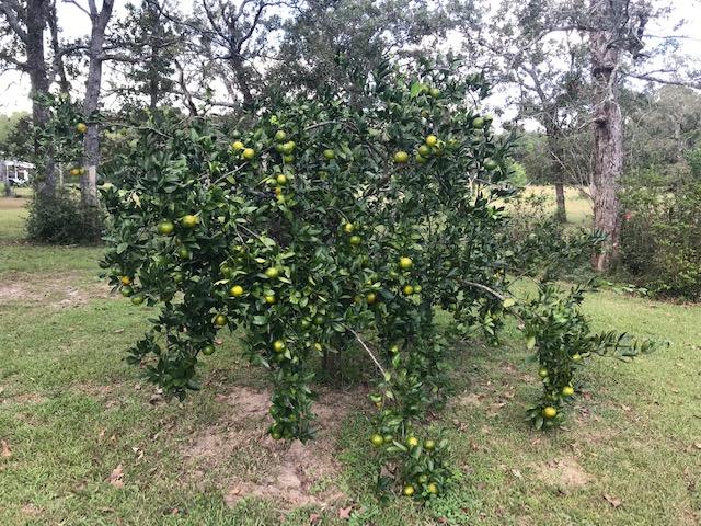 ADAMS POWELL EAST - Residential