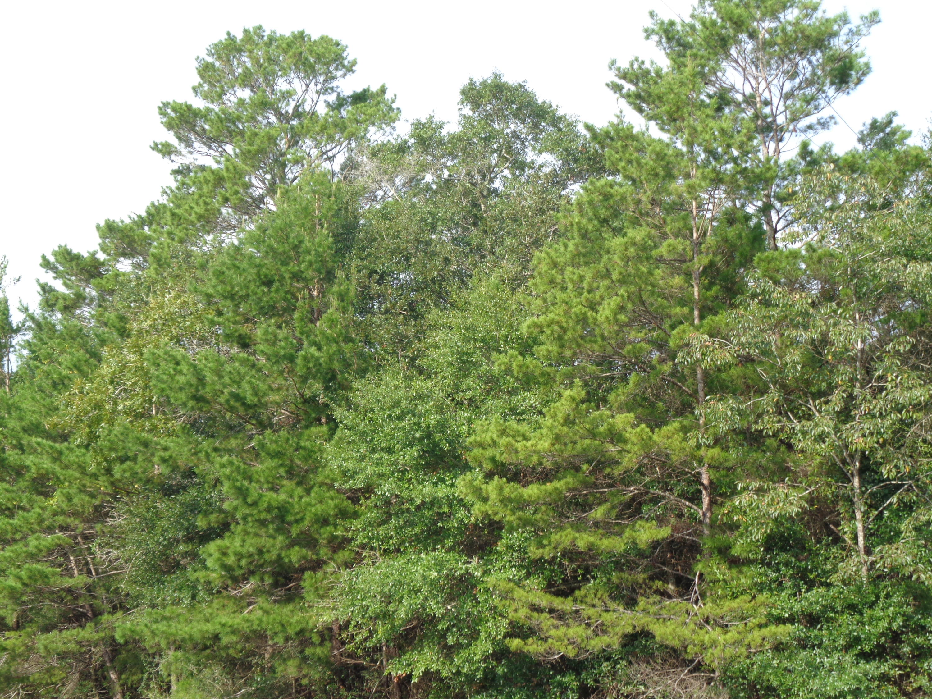 LAKE TANTARA S/D UNRECD - Land