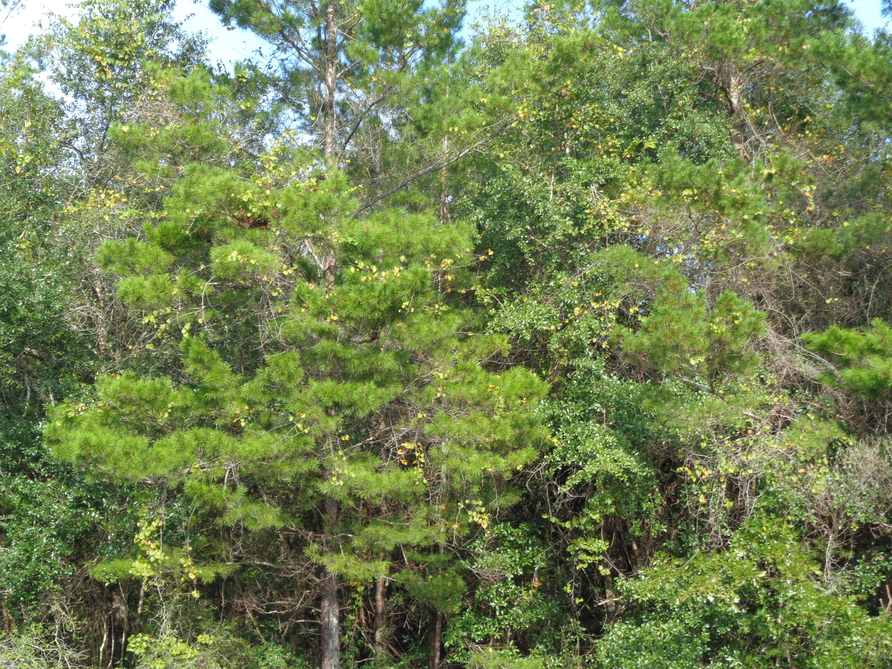 LAKE TANTARA S/D UNRECD - Land