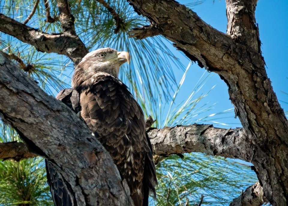 WHISPERING LAKES ESTATES - Residential