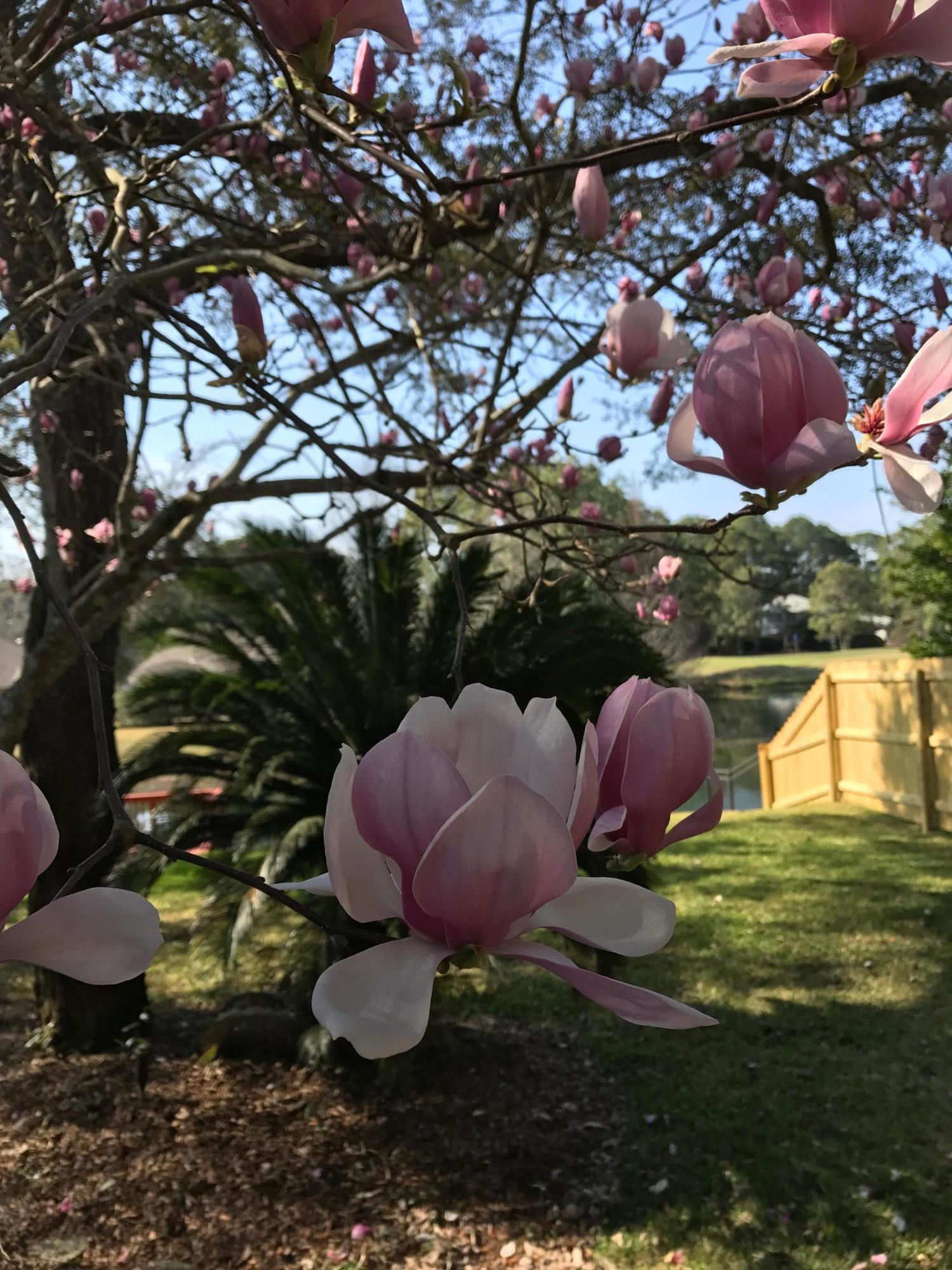 CARIBBEAN EAST - Residential