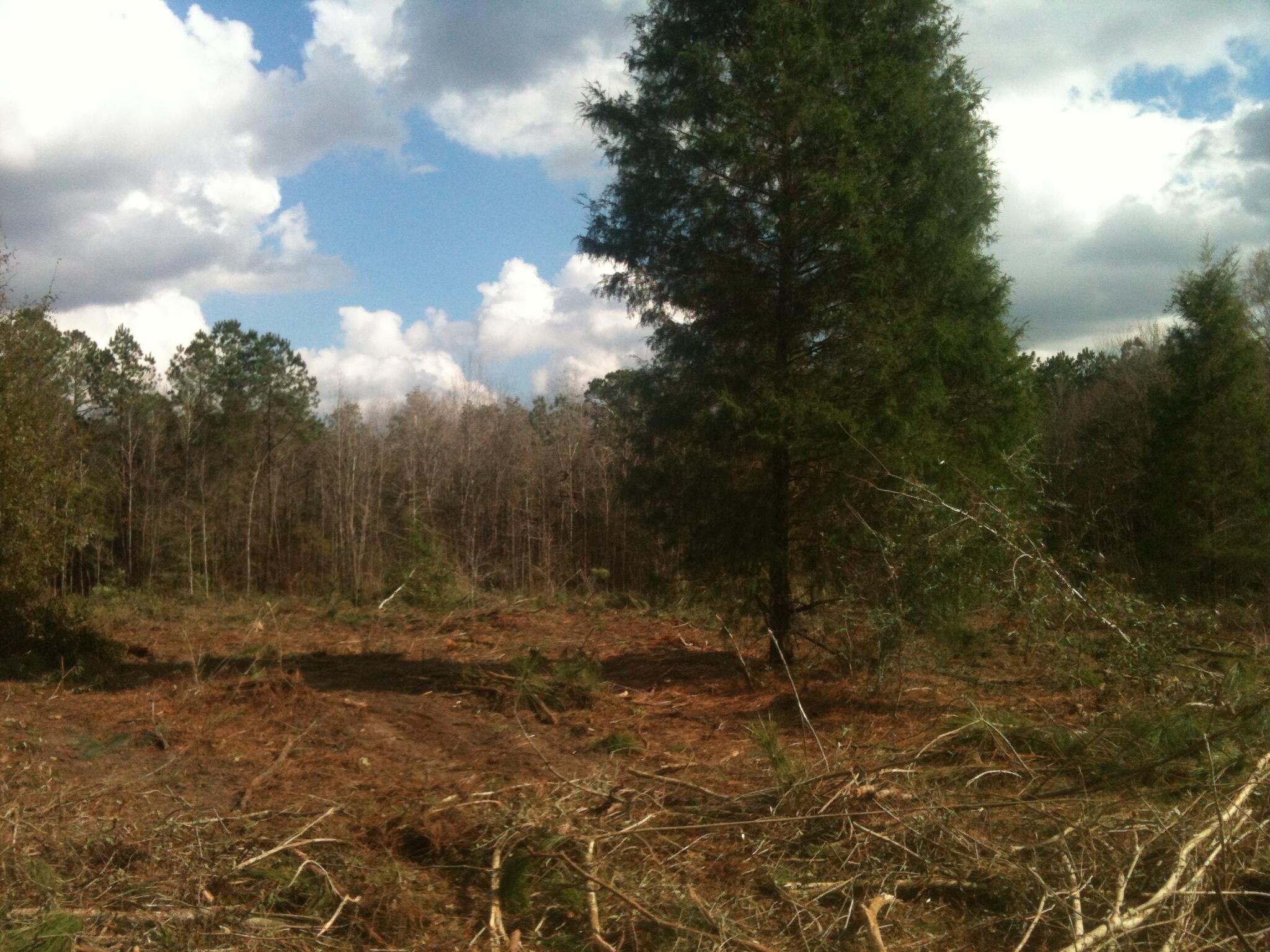 Canopy Crossing - Land