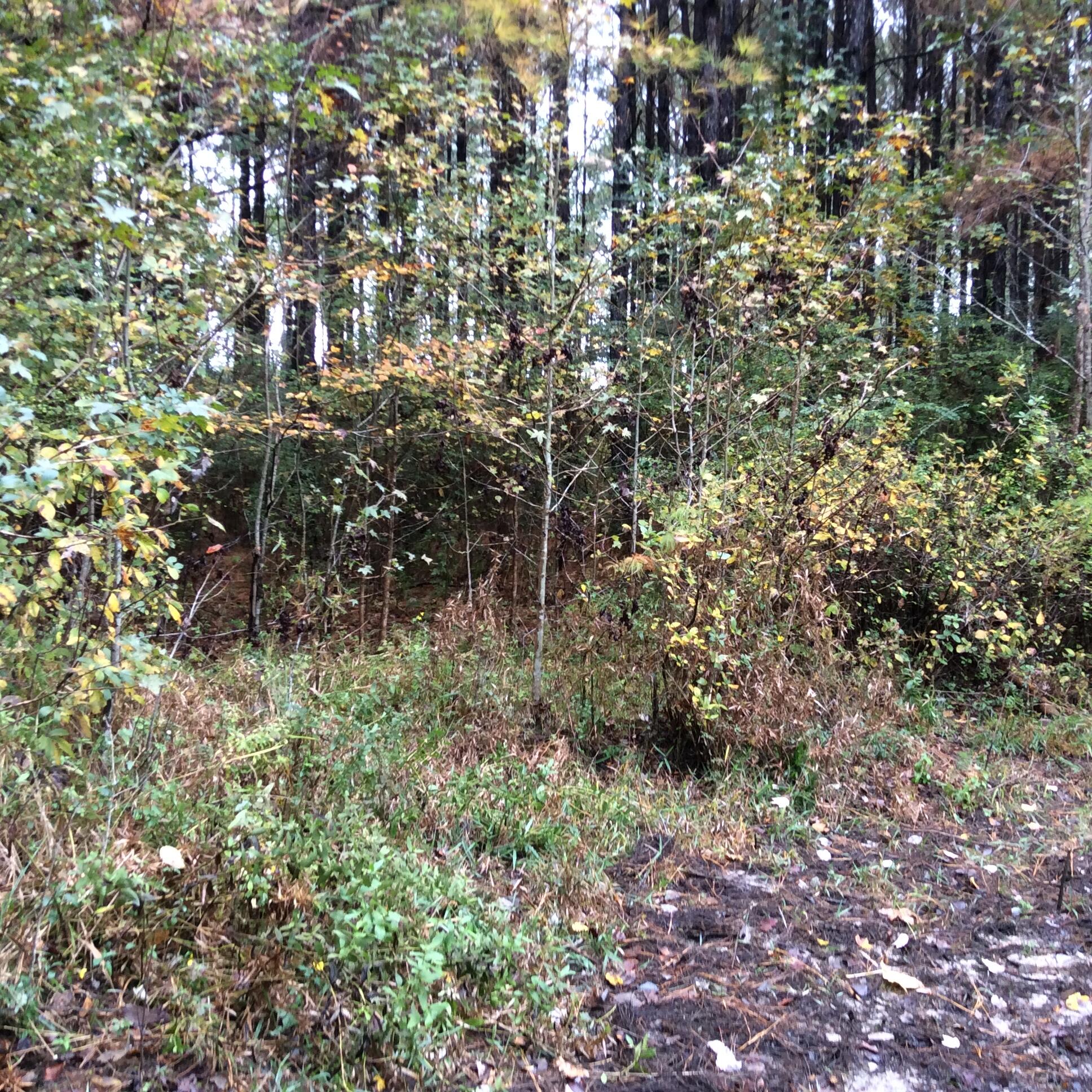 Canopy Crossing - Land