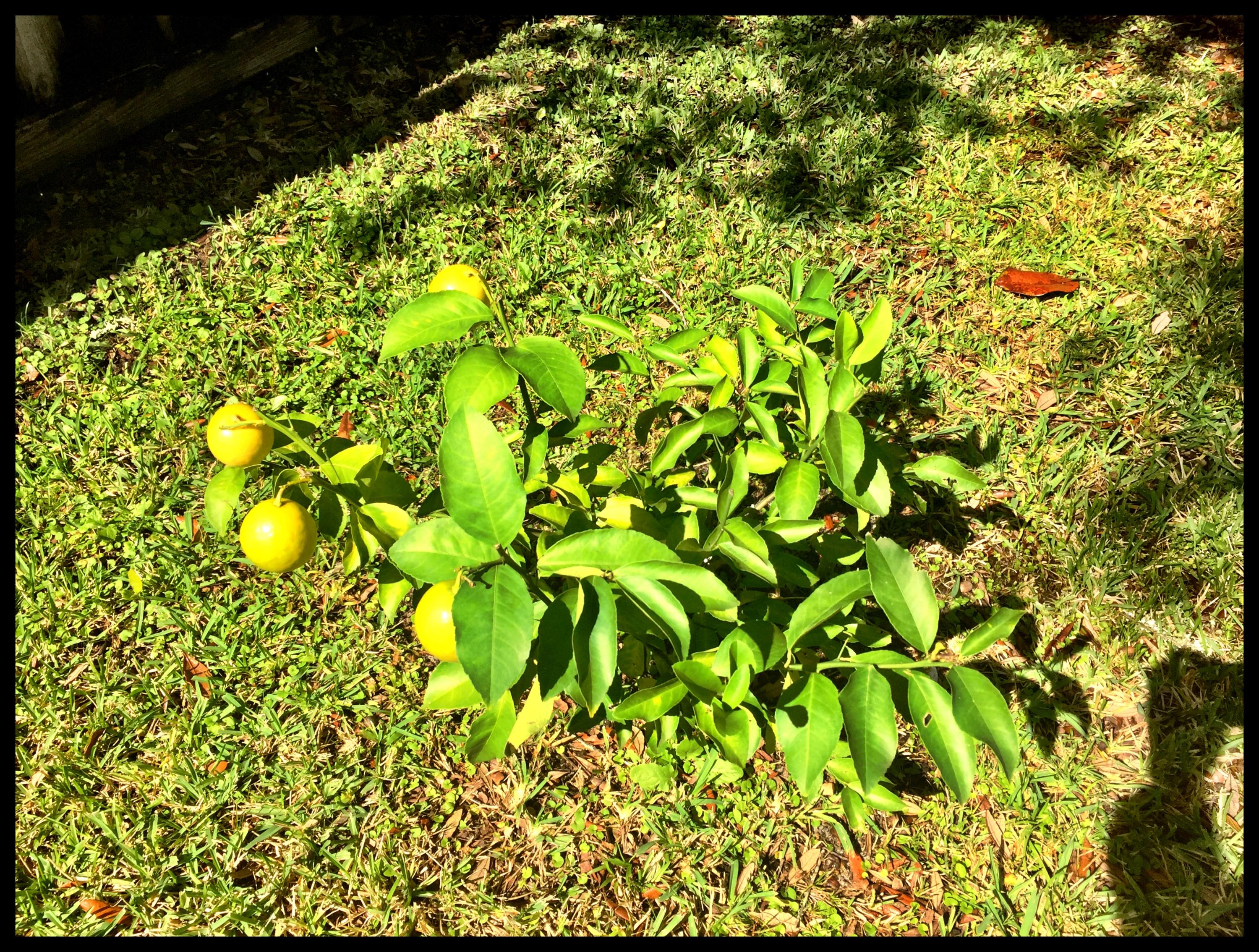 GARNIERS BEACH - Residential