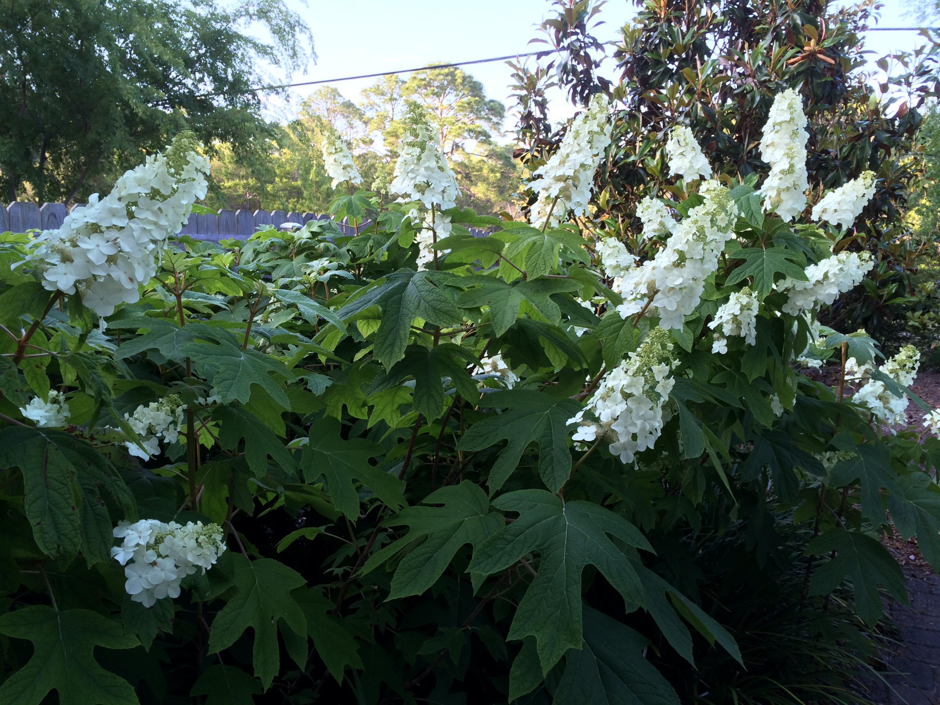 BEACH HIGHLAND - Residential