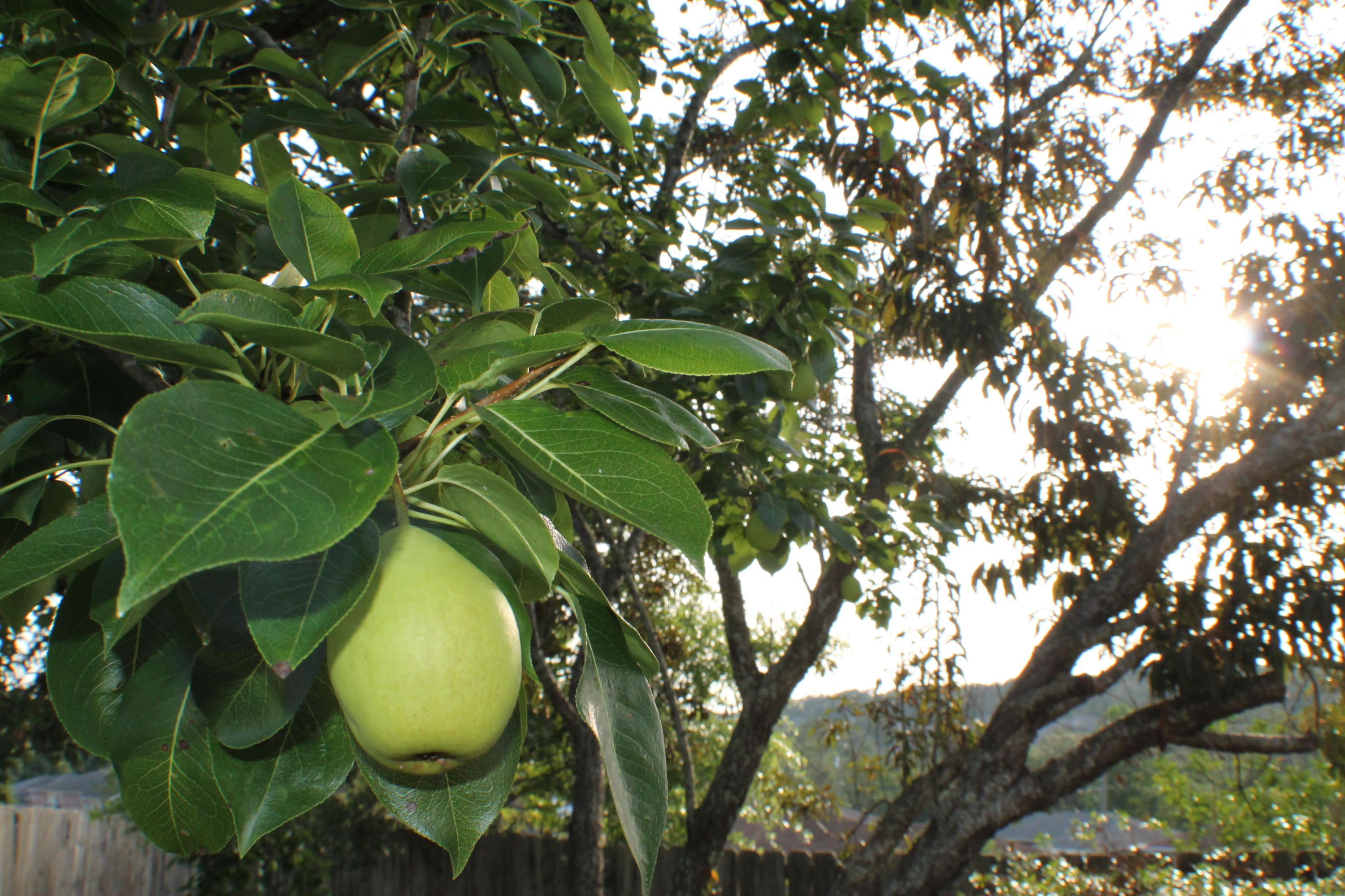 WESTVIEW ESTATES PH 5 - Residential