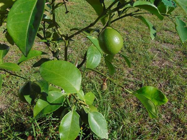 Hinote Commons Unrecorded S/D - Residential