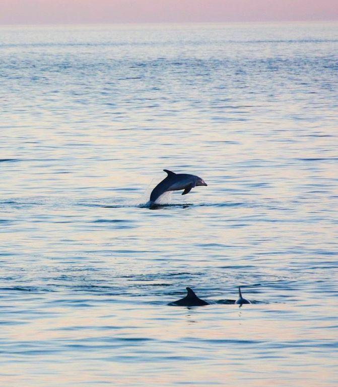 TROPICAL ISLE CONDO - Residential