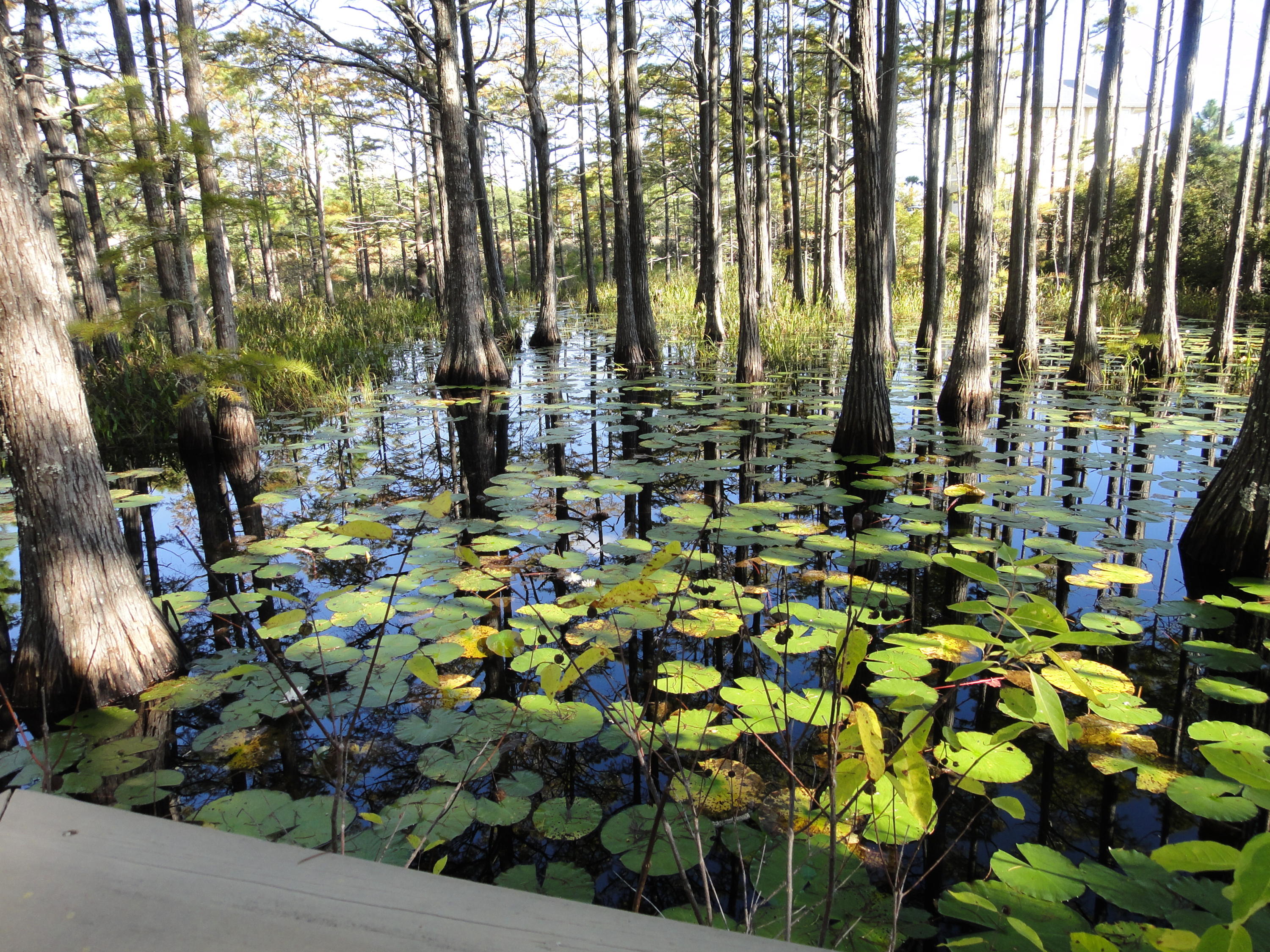 CYPRESS DUNES - Residential