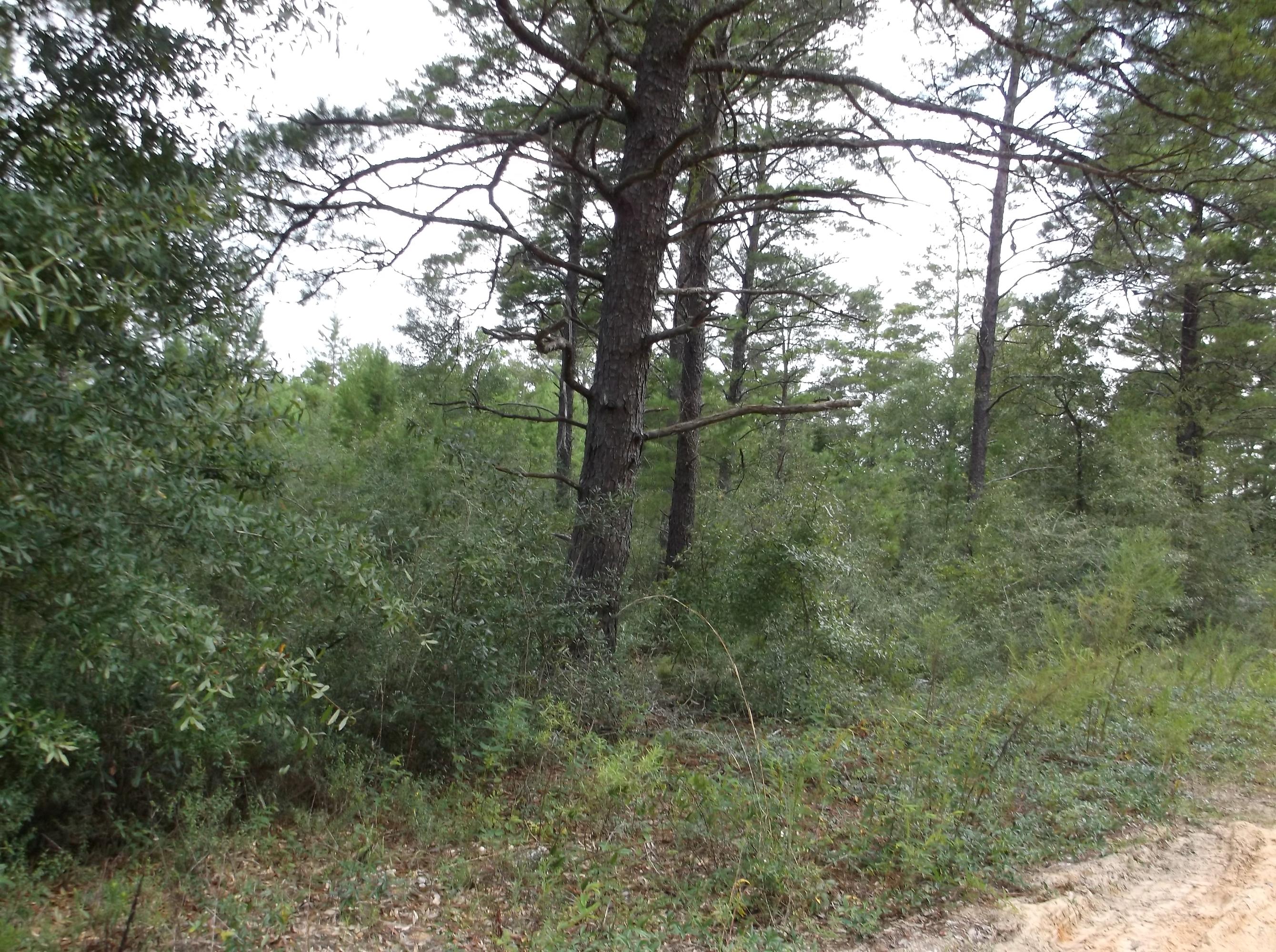 Nicely wooded parcel to build that new home.