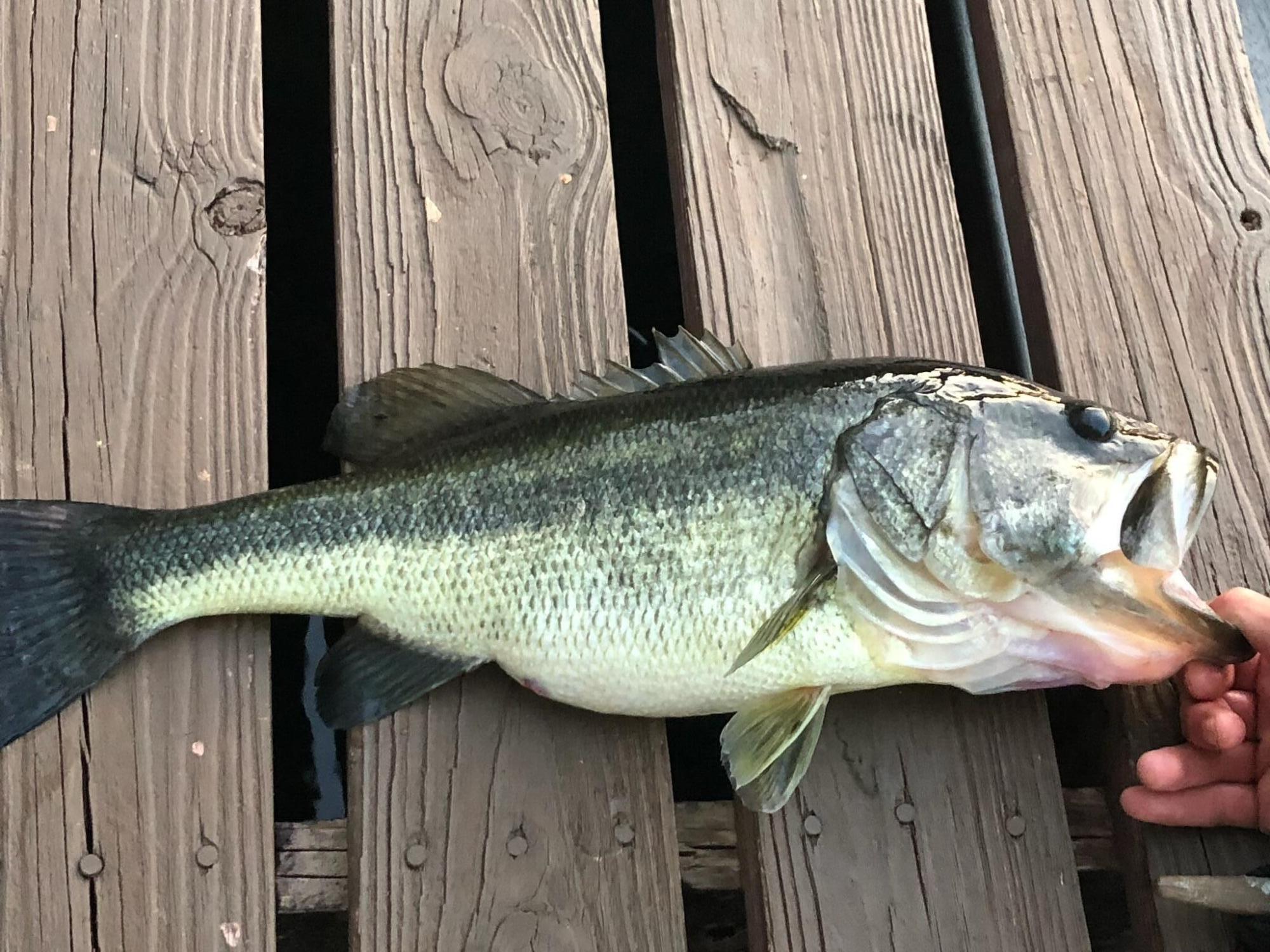 BLUE CYPRESS - Residential