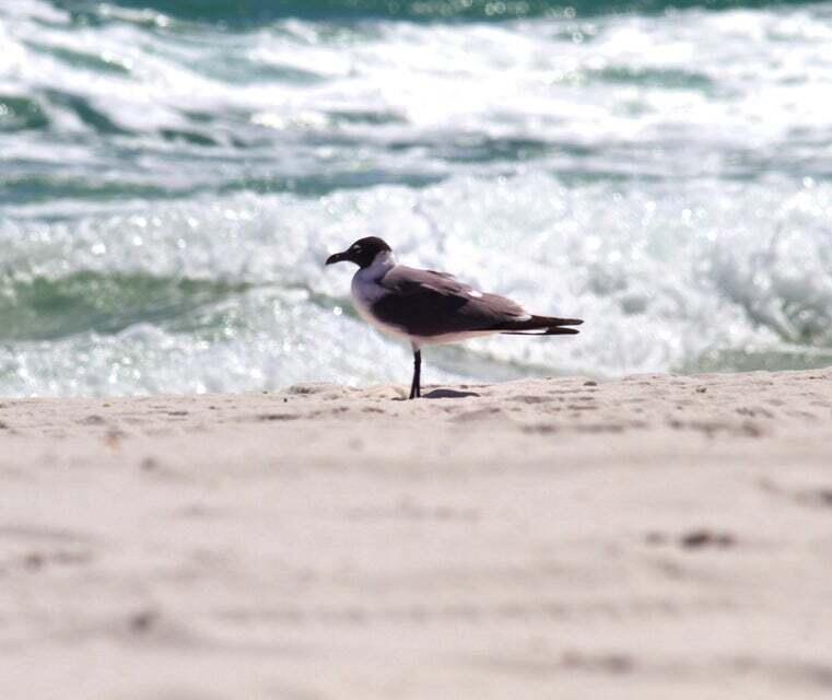 PROMINENCE - Residential