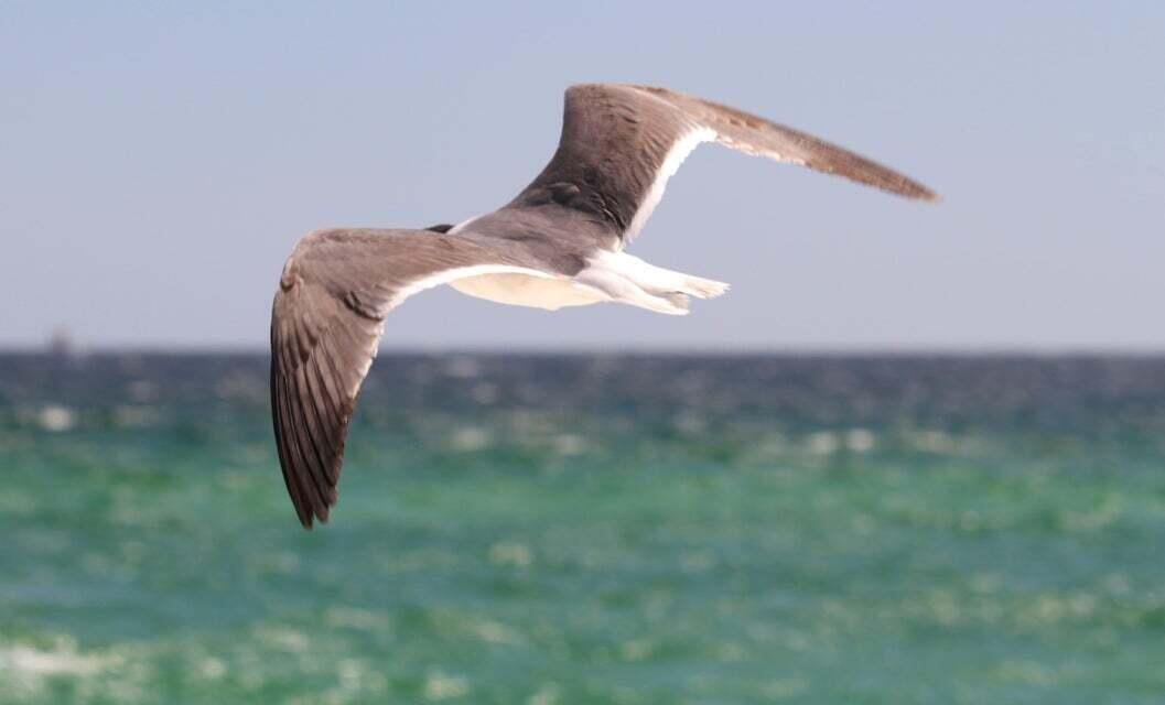 PROMINENCE - Residential