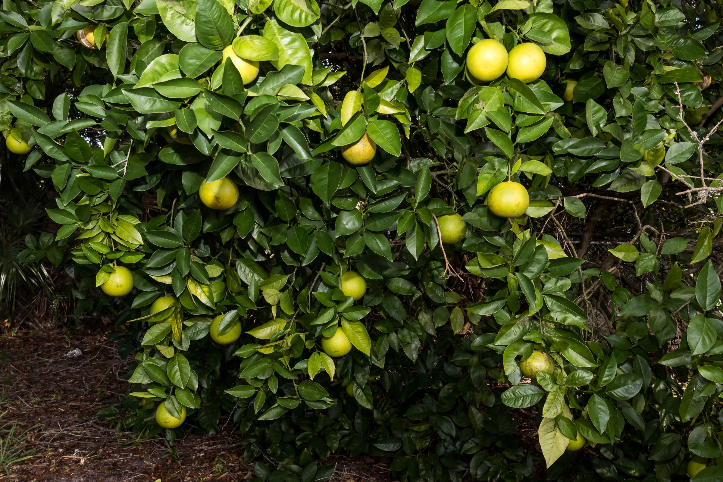 OAK TREE PARK - Residential