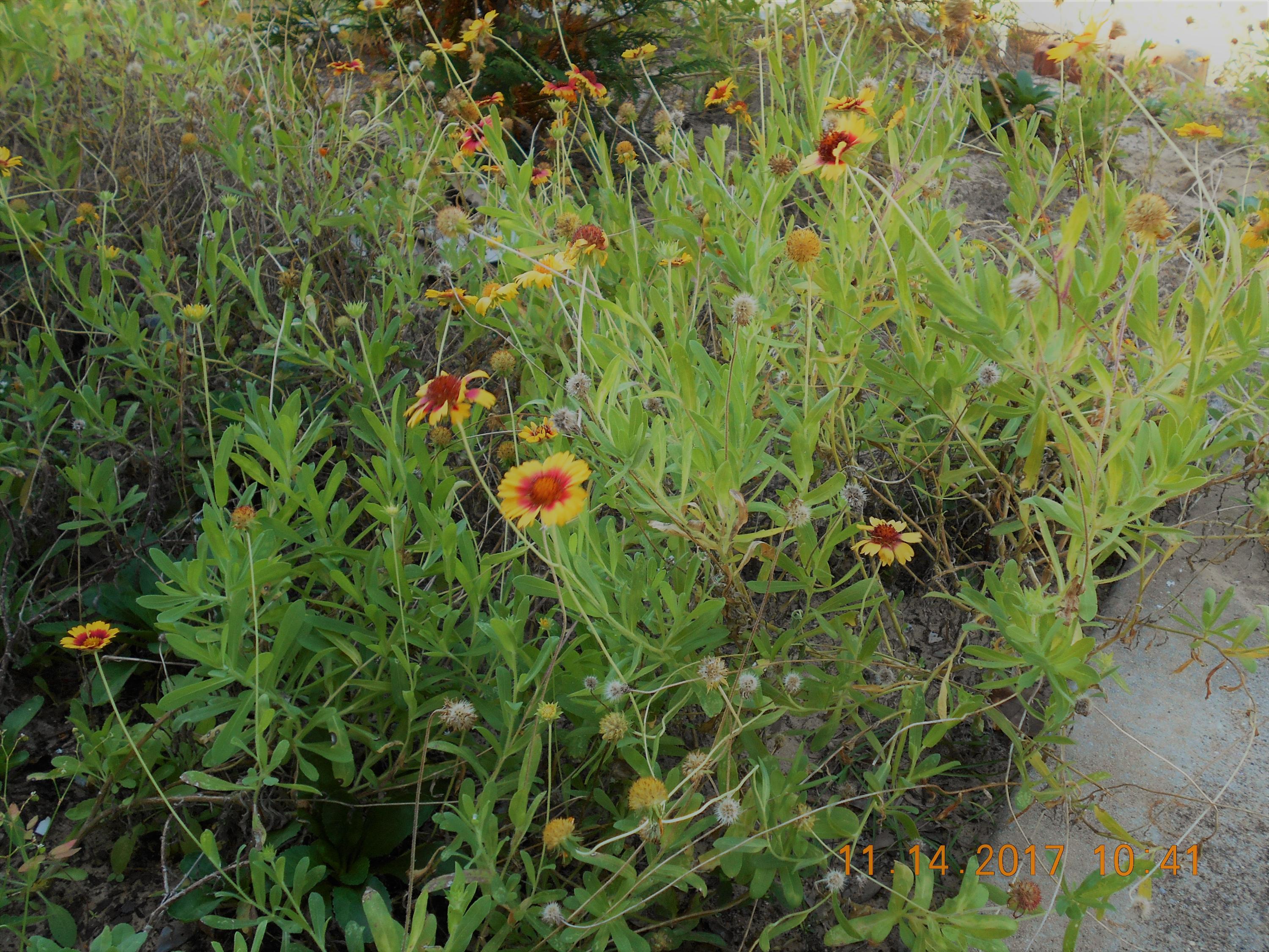 ROLLING PINES - Residential