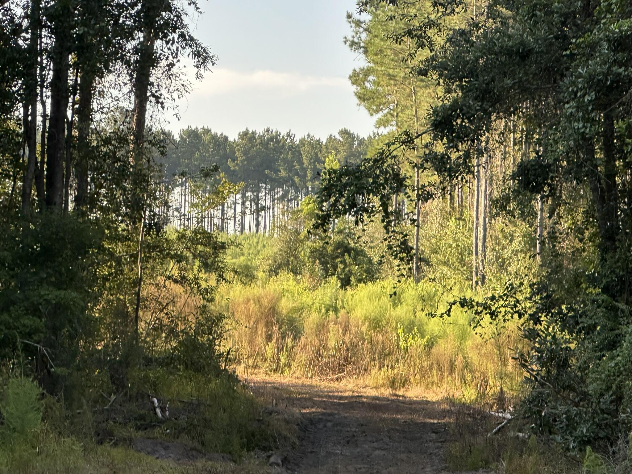Potential for expansive 267.35+/- Acre Retreat!This impressive tract offers the space and flexibility to bring your vision to life. The possibilities are wide-ranging--create a private estate, working farm, recreational getaway, or hunting retreat.Access is available exclusively via Doyle Morgan Road along the Florida/Alabama line. The land is a mix of high and dry and beautiful 8 mile creek frontage, offers road frontage, and power is accessible from the road, making future plans more attainable.From wide-open space for building or agriculture to room for horses, hunting, or ATV riding, this property offers something for everyone seeking a large rural setting. With turkey season around the corner, sportsmen will also appreciate the natural appeal.Opportunities like this are rare.