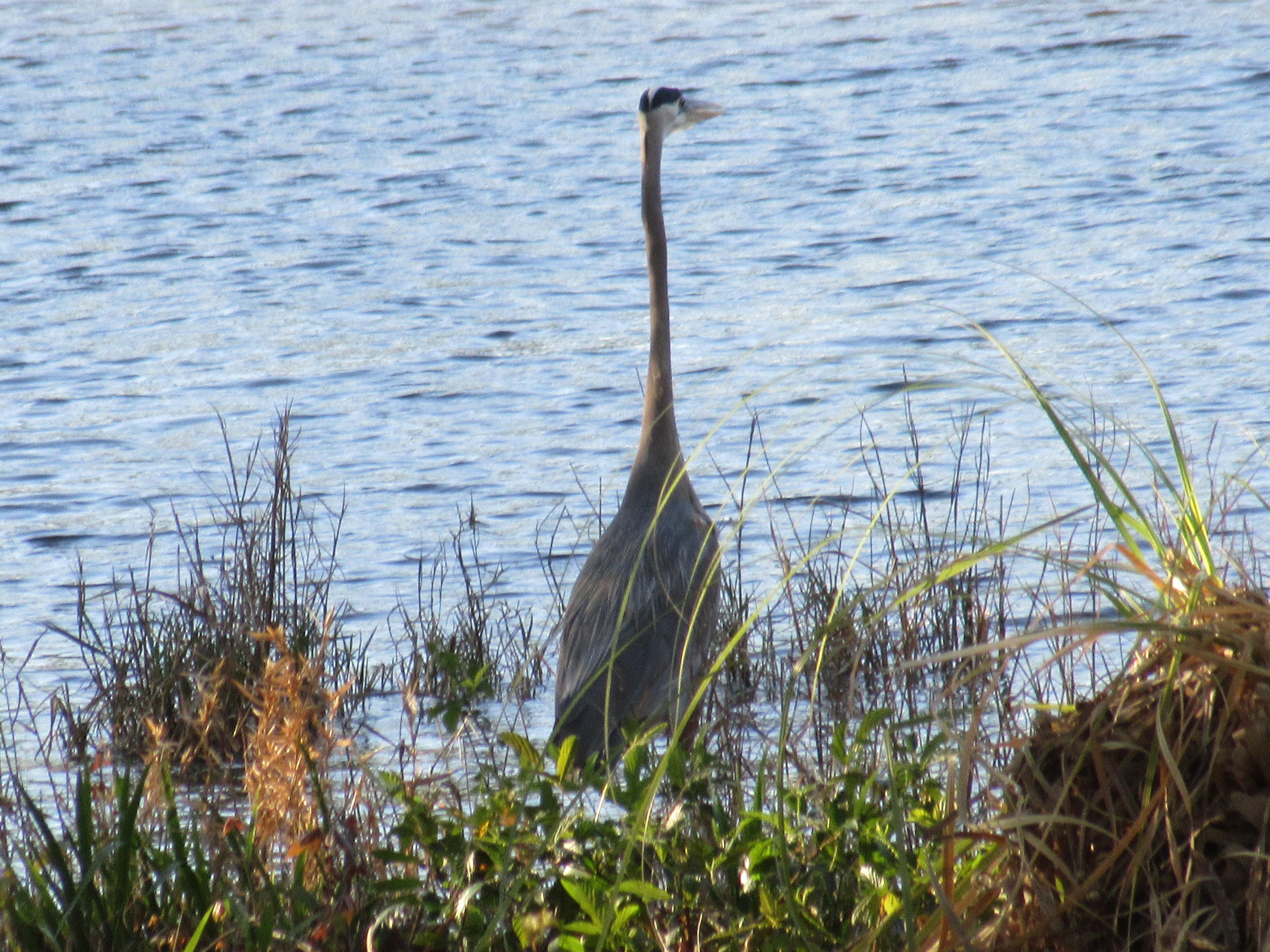 SHORTLINE LAKE ESTATES - Residential