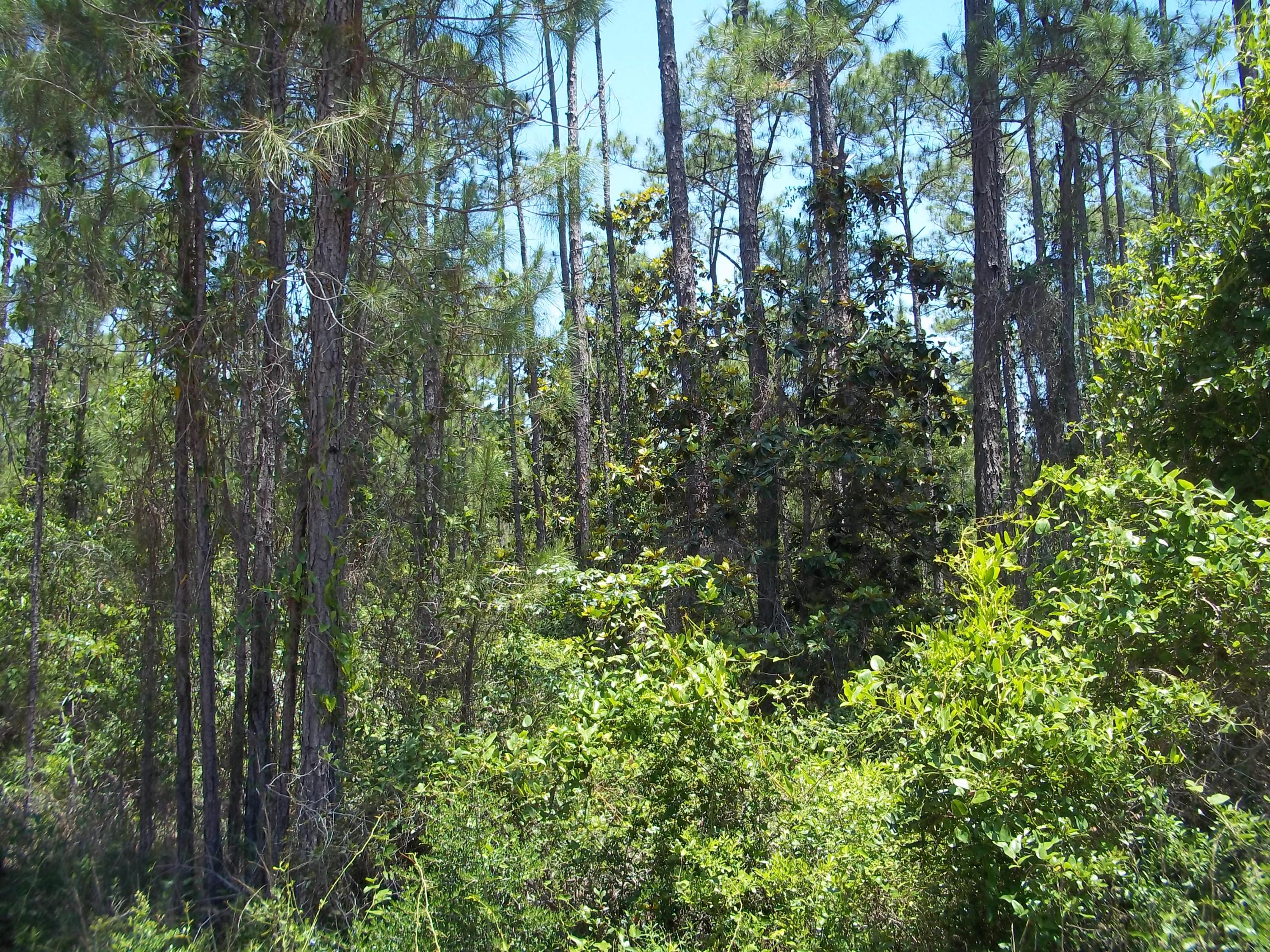 The lots are wooded with a mix of Pines, Magnolias, and Palmettos. Platted in 1910, they are secluded, and private, yet only one mile from a County bay front park with free boat ramps, and a playground for the kids. In the other direction is a 3 mile straight shot to Ed Walline County beach access. Both these parks have bathrooms, picnic areas, and free parking. While being out of the hustle and bustle of 30a. No HOA or buildout times. Environmental Survey completed and lot 18 has some wetlands on northern part of lot.Property will require a well and septic to build. Possible owner financing with 50% down. Additional adjacent lots available.