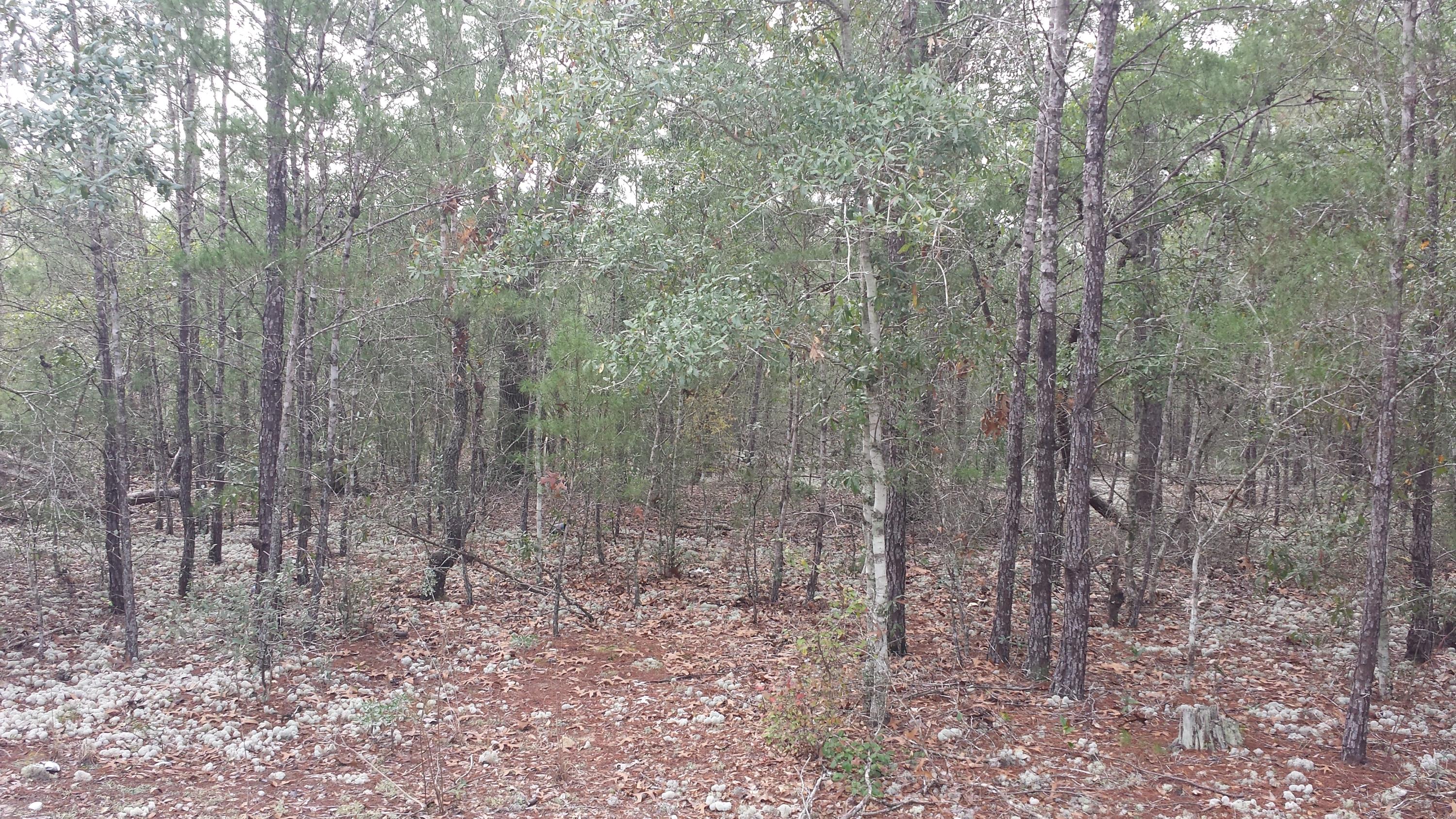 Magnolia Landing - Residential