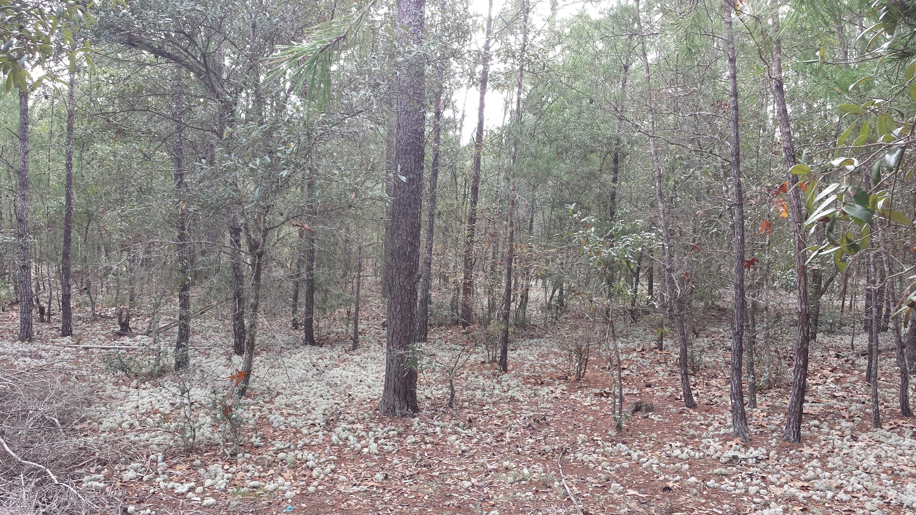 Magnolia Landing - Residential