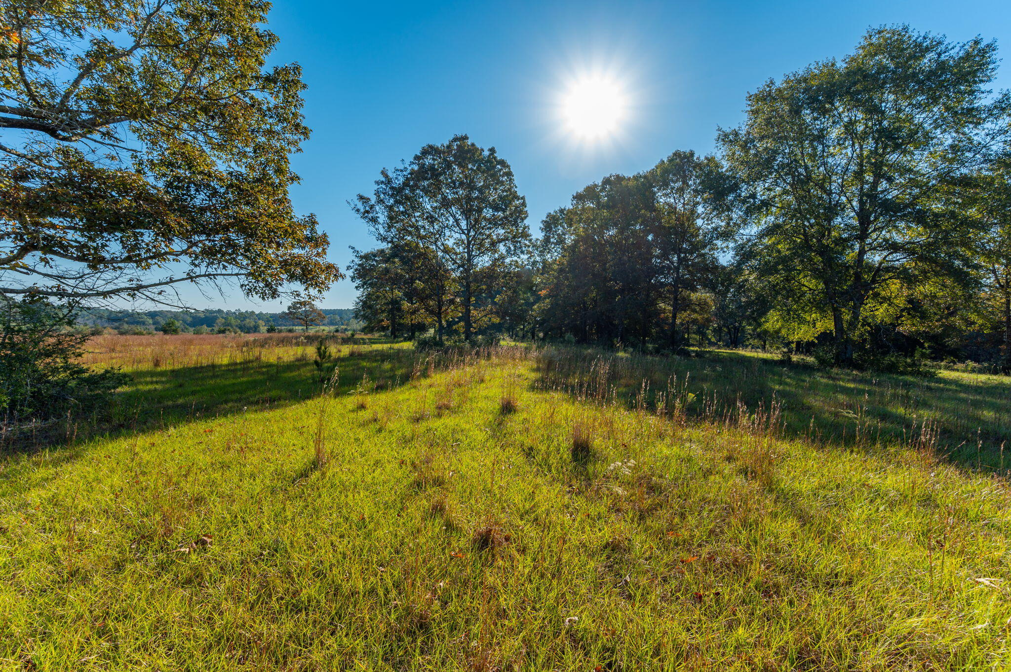 A rare opportunity to own 40 acres of pasture with scattered Stately Oaks throughout. Property is located in the North End of Walton County near the Paxton Area. This land features boundary fencing with gates at each corner fronting Wallace Road.  Also has a small watering hole for livestock. Electrical service is along the county maintained road. County Flood Map indicates property is all Zone X.  Pick the perfect homesite among the Oaks.