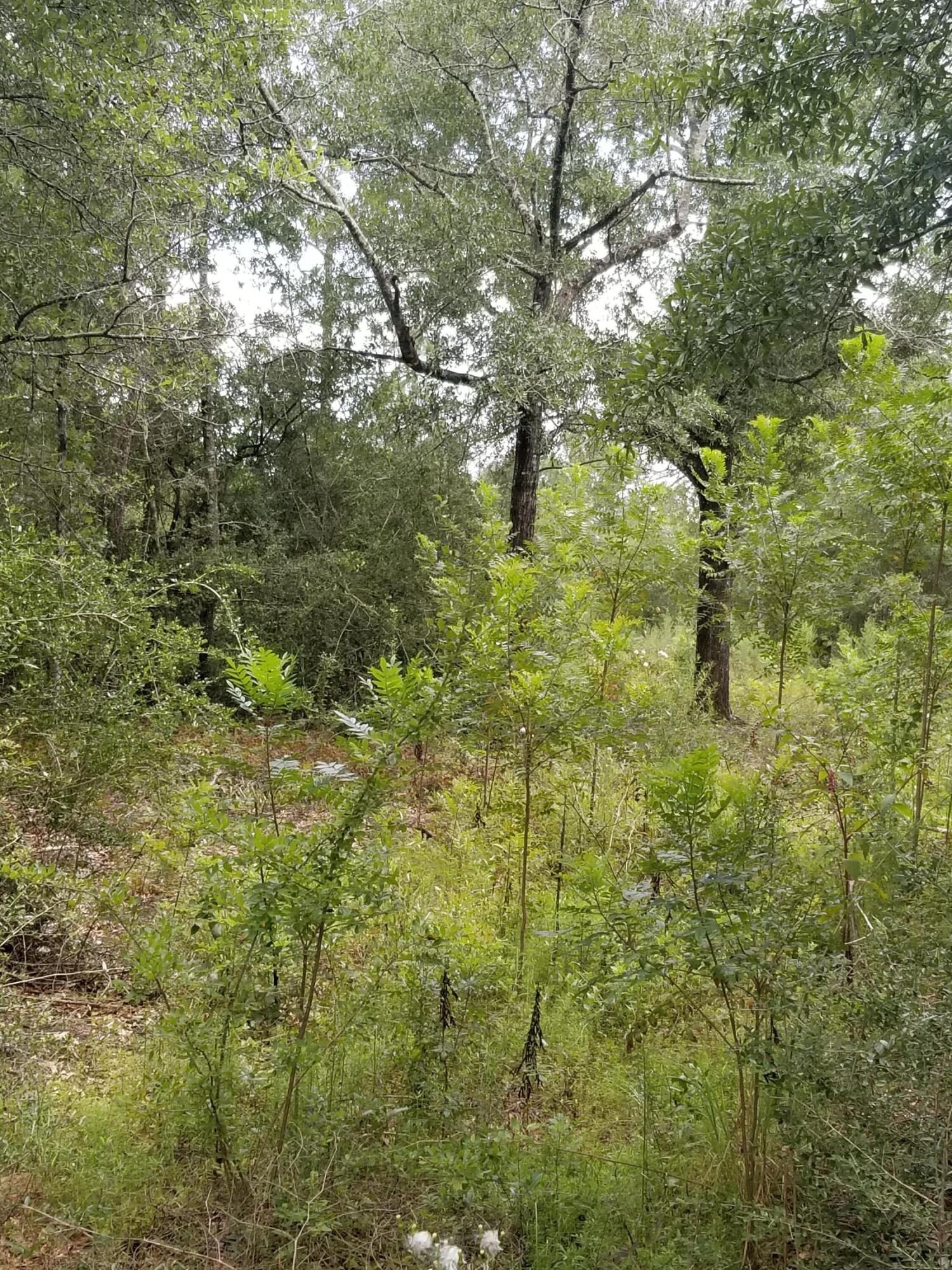 This lot is partially cleared with a wooded border around the property left for privacy. Survey is available. Seller will consider partial owner financing with substantial down payment.Public water tap, will need septic.