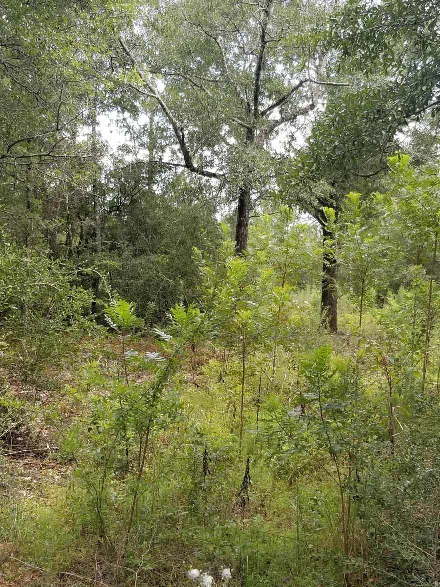 This lot is partially cleared with a wooded border around the property left for privacy.  Survey is available.  Seller will consider partial owner financing with substantial down payment.Public water tap, will need septic.