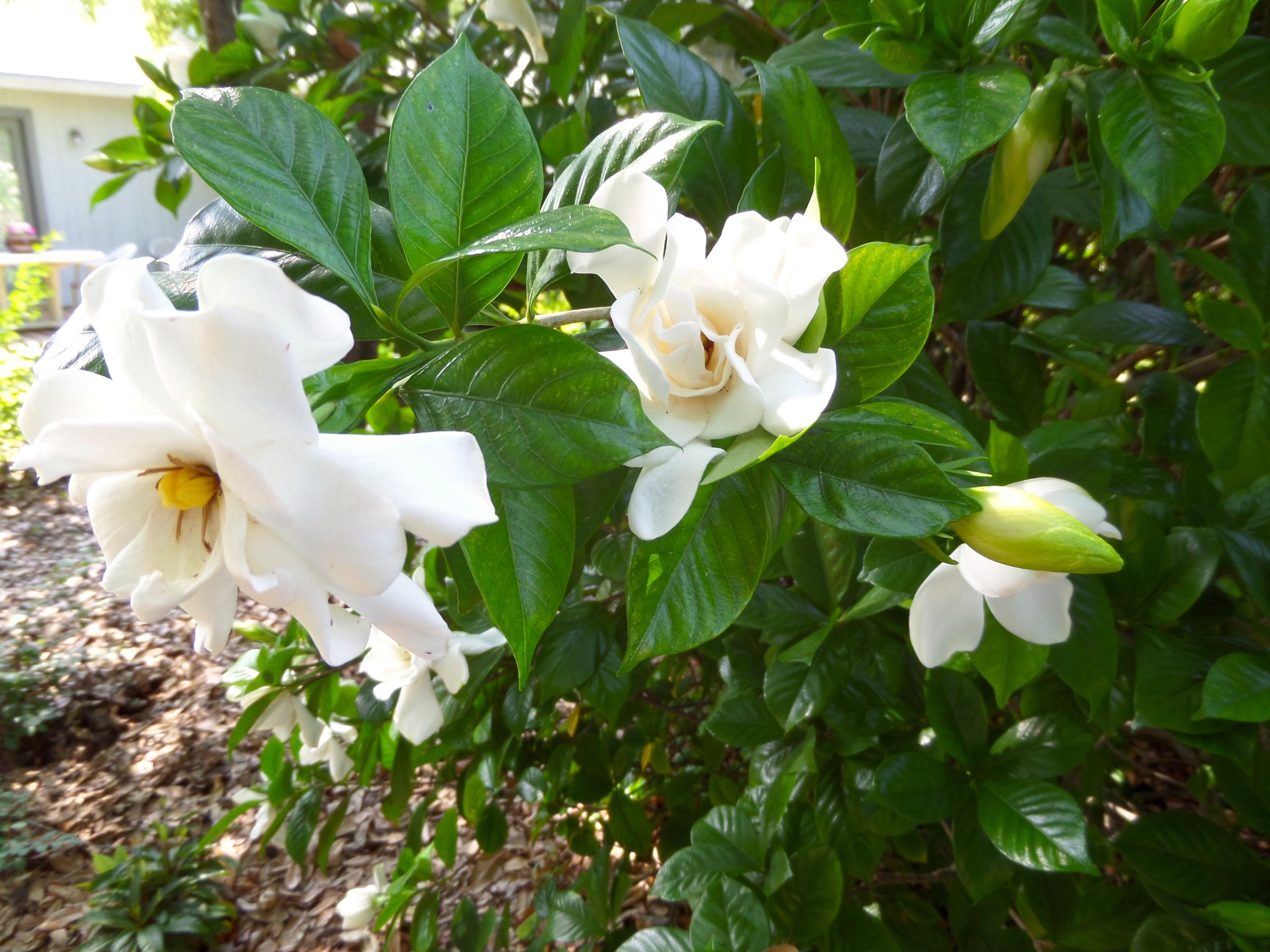 ST ANDREWS VILLAGE SOUTH 2 - Residential