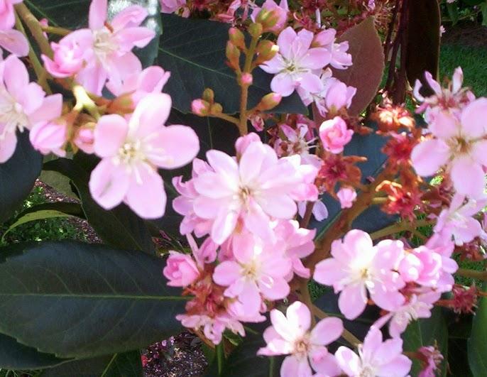 ST ANDREWS VILLAGE SOUTH 2 - Residential