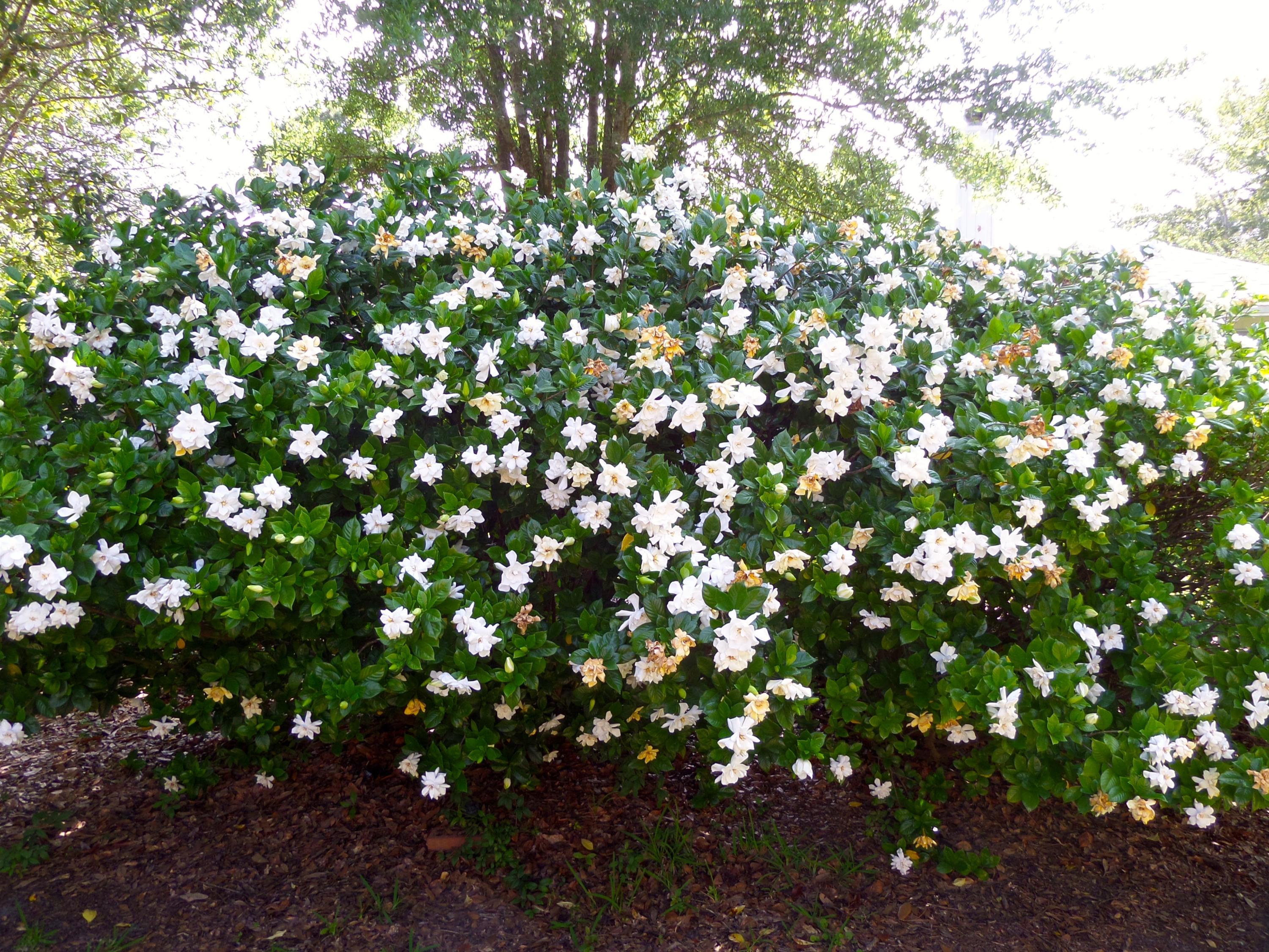 ST ANDREWS VILLAGE SOUTH 2 - Residential